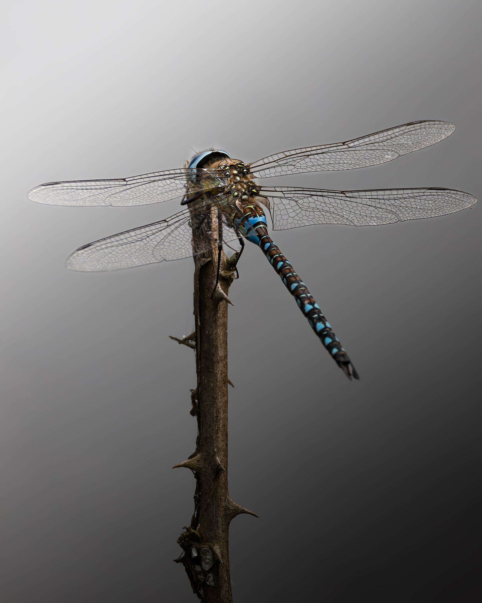 Elegance in flight