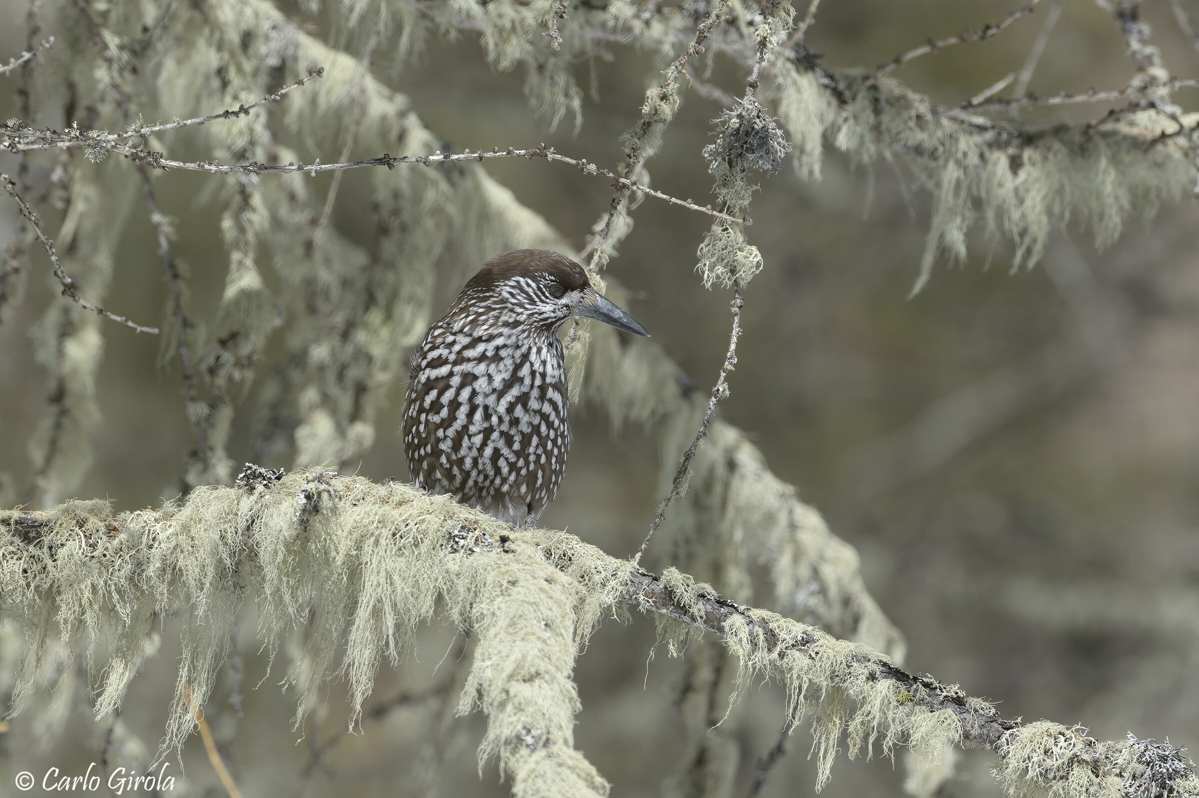 Nutcracker (Nucifraga caryocatactes)