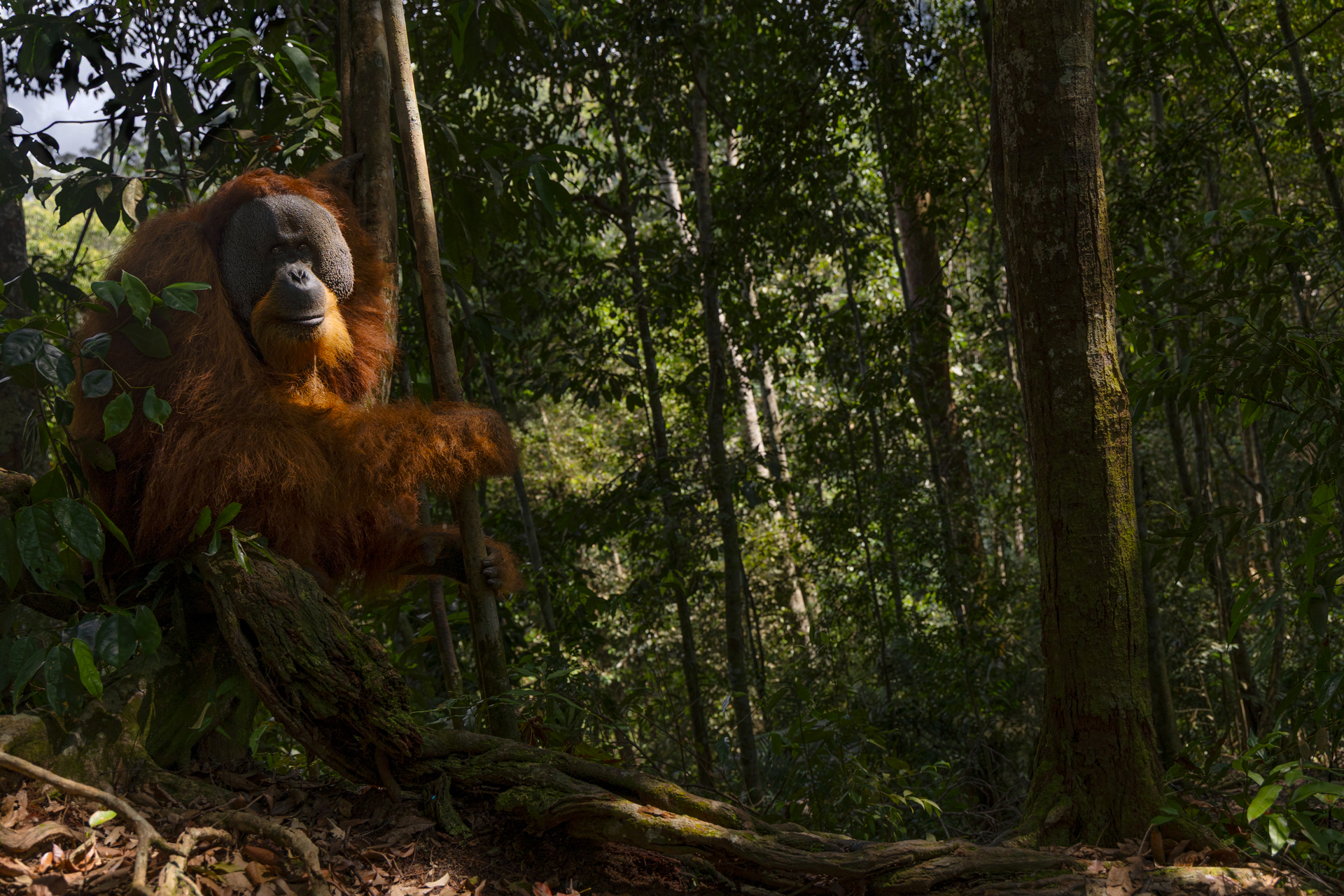 The King of Sumatra