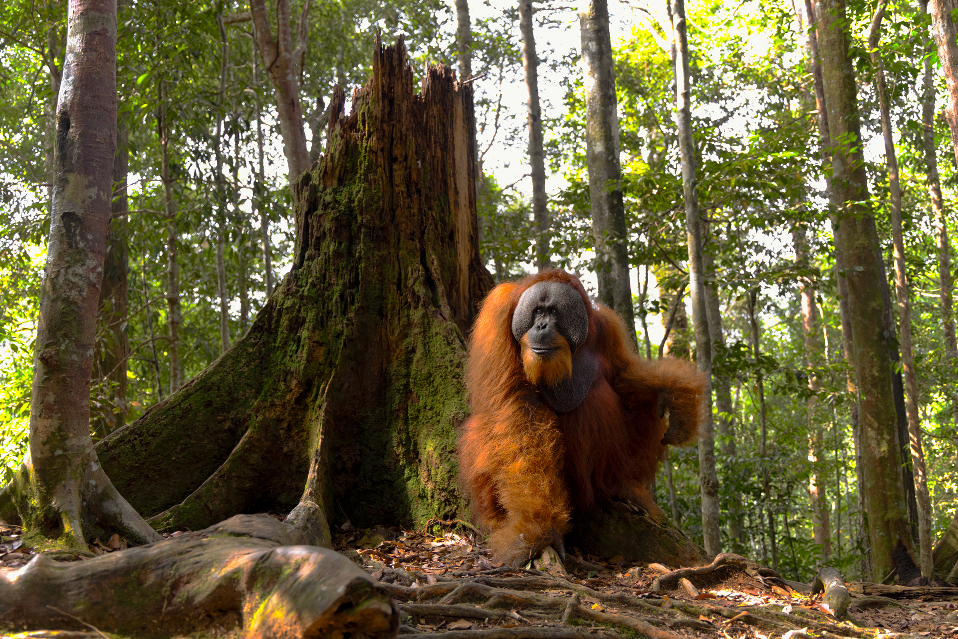King of the Jungle