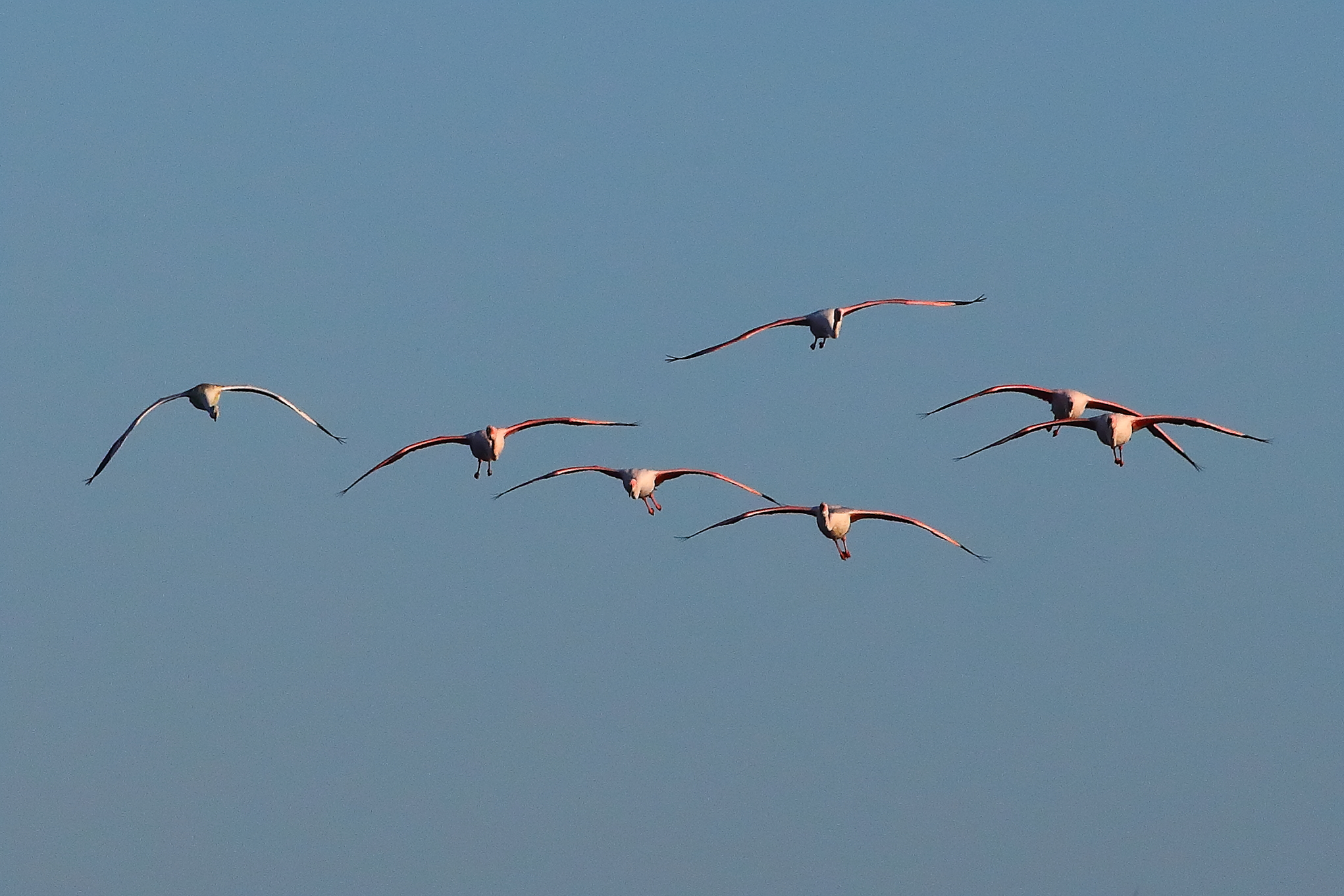 Fenicotteri 08 ottobre 2025 - 0647