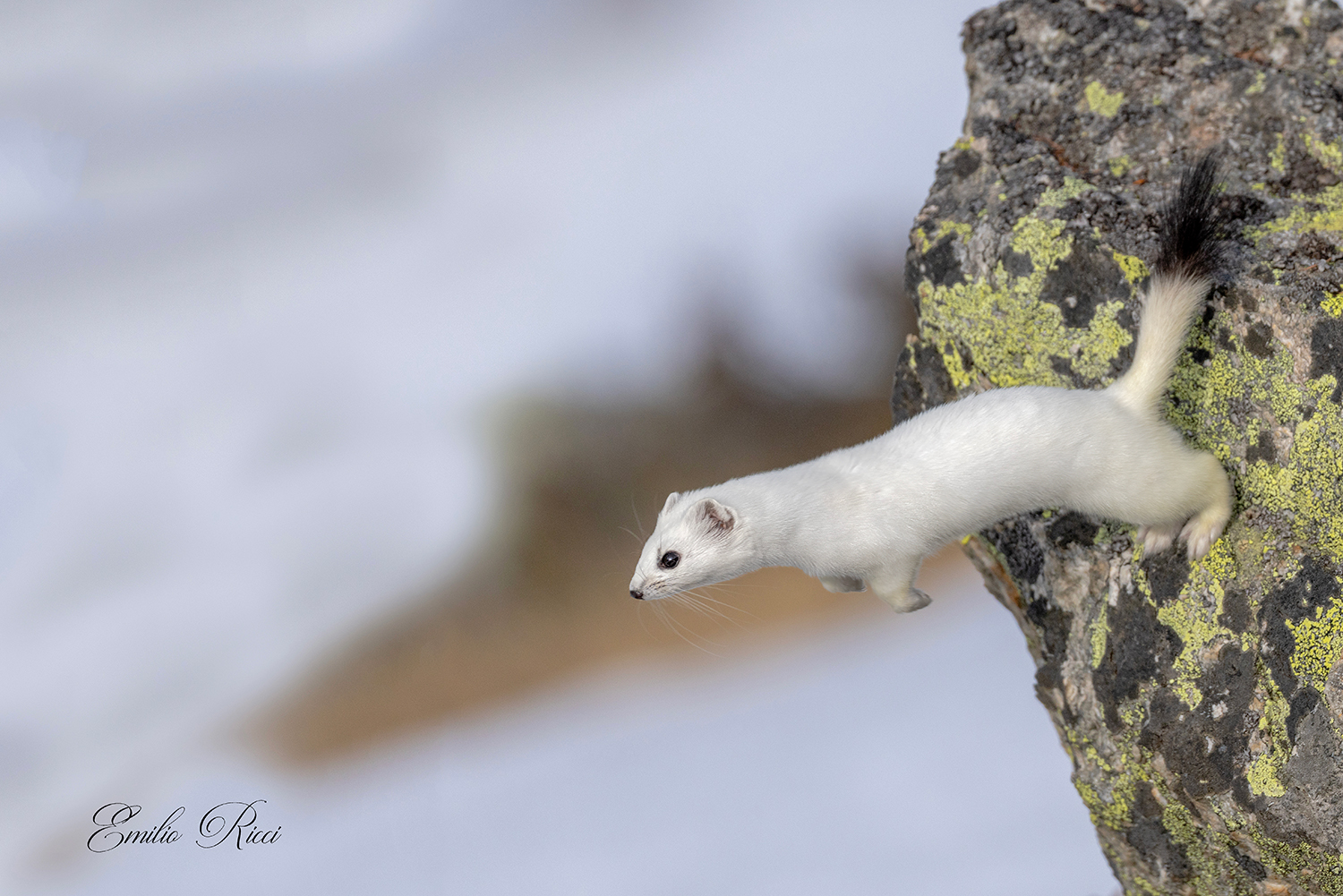 Ermine