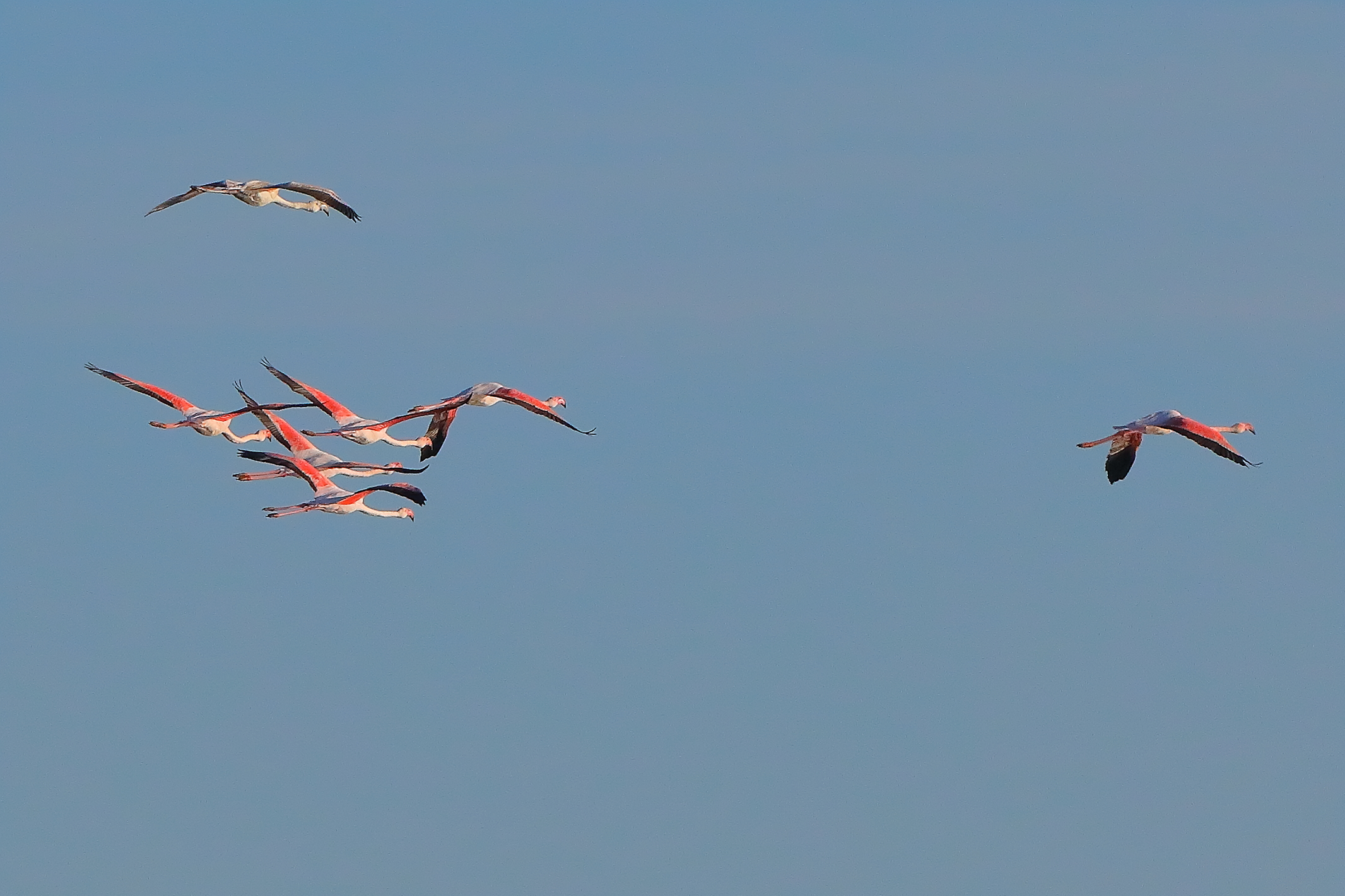 Fenicotteri 08 ottobre 2025 - 0688