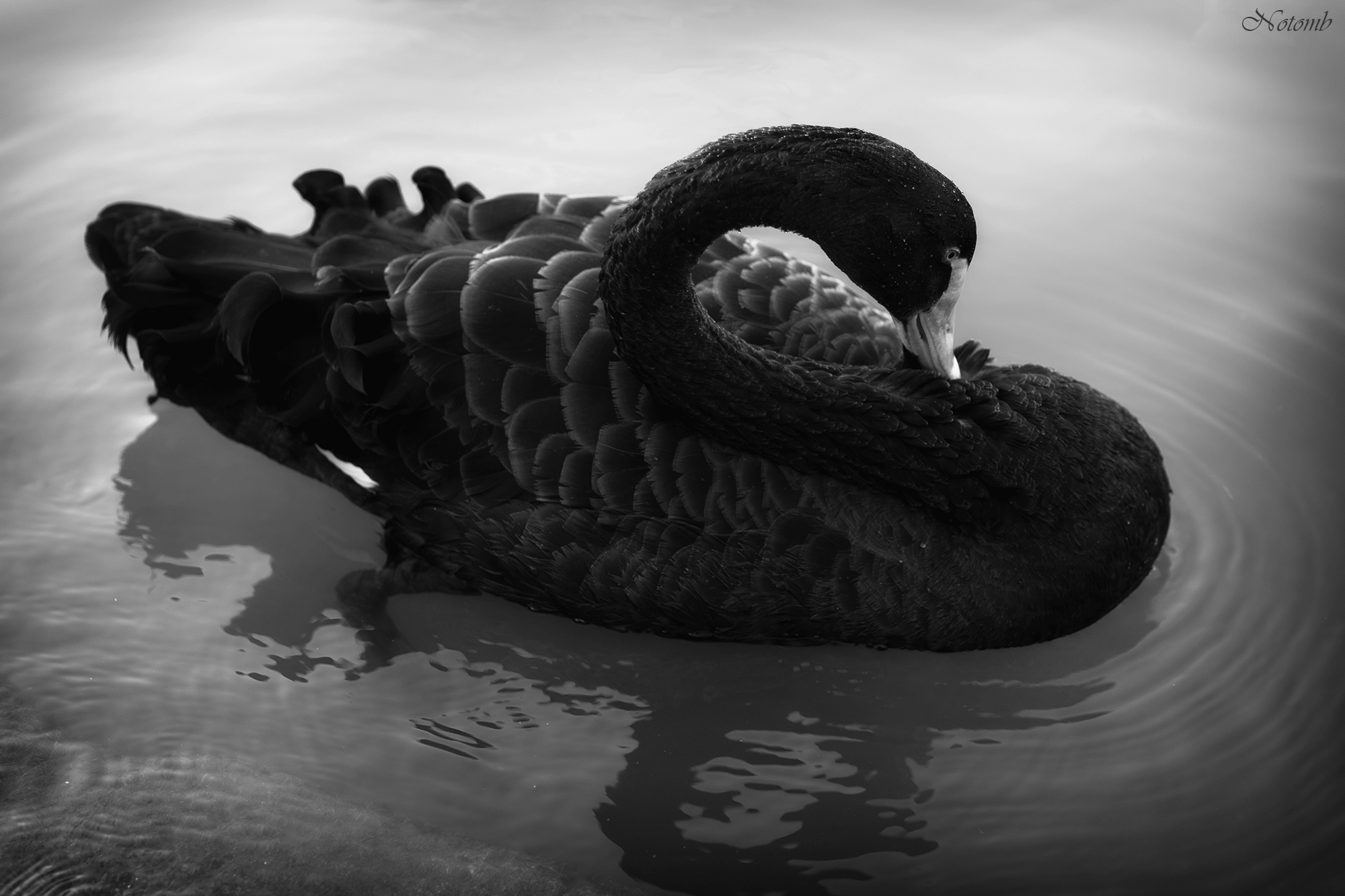 Il cigno nero