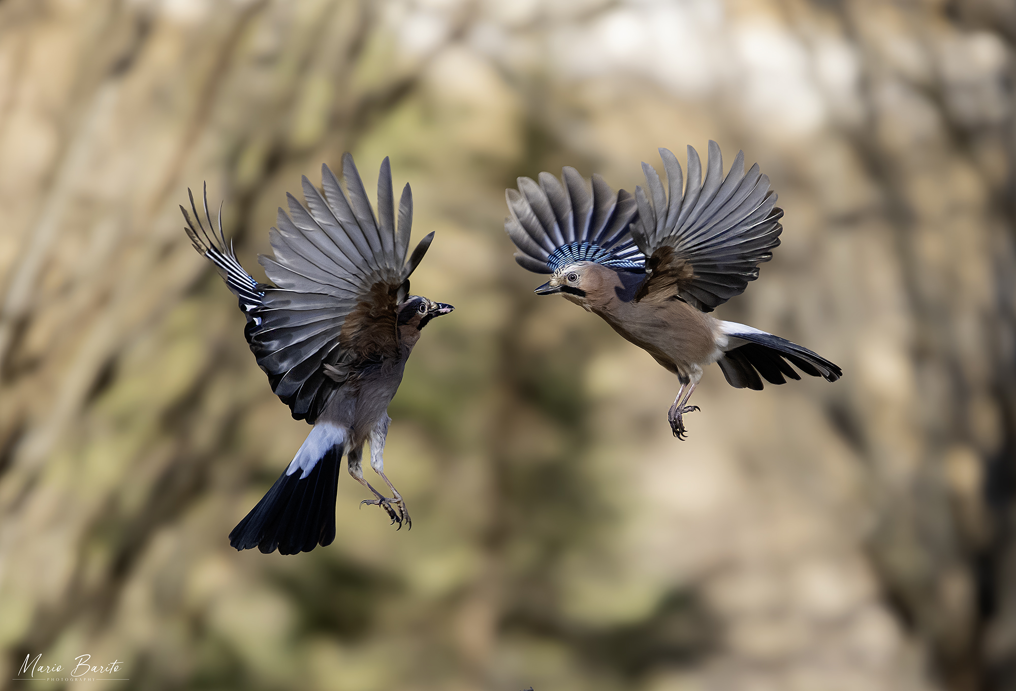 Jays