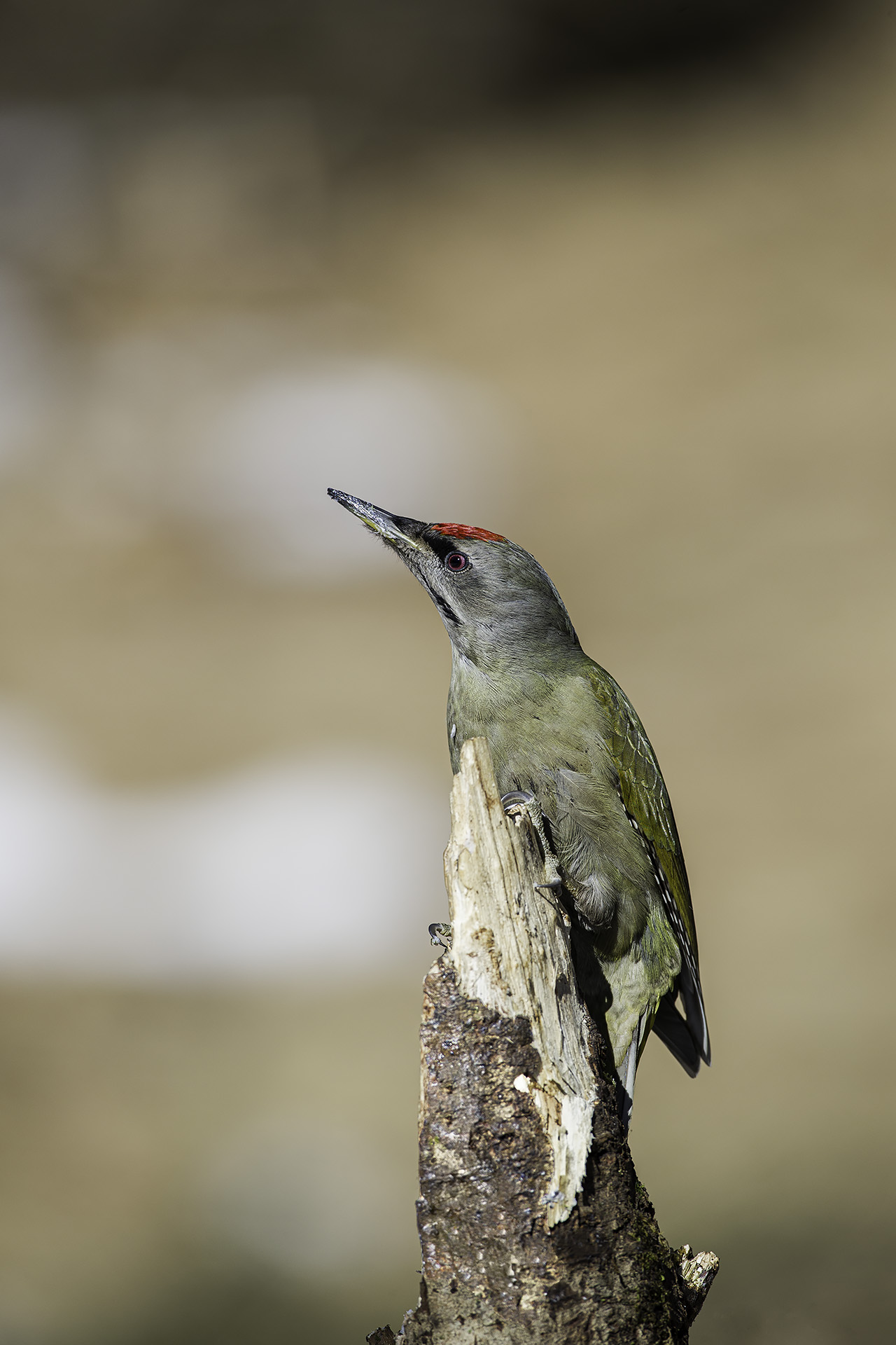 Male Grey Woodpecker