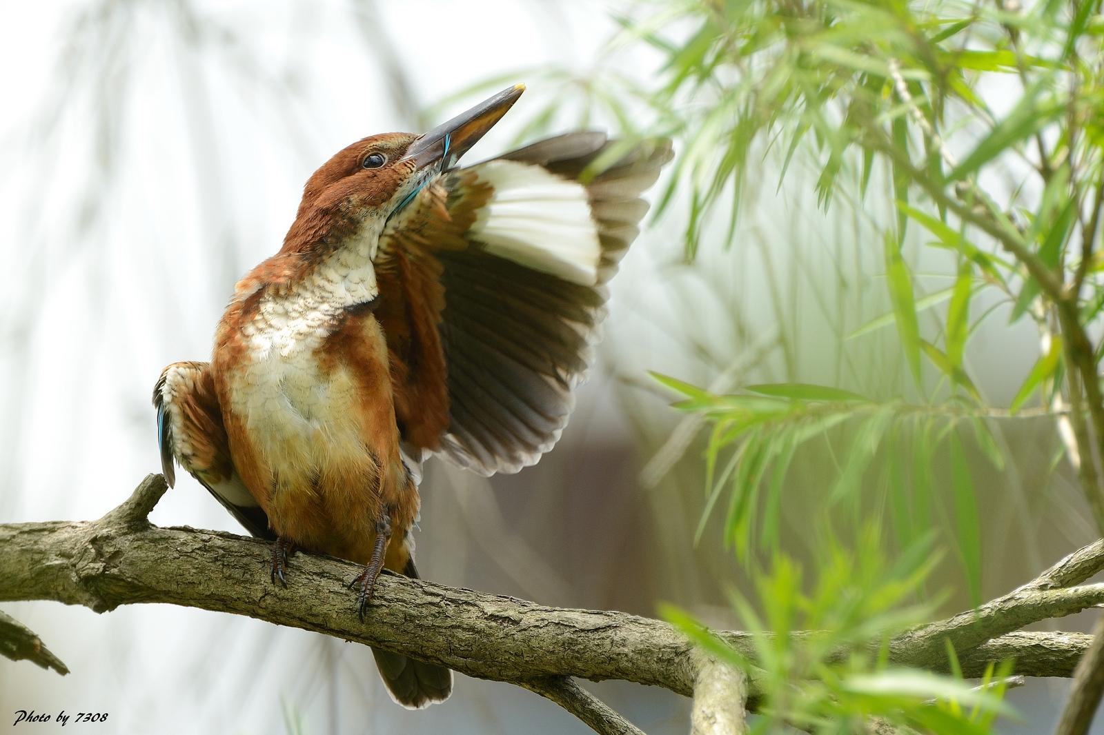 Kingfisher golabianca
