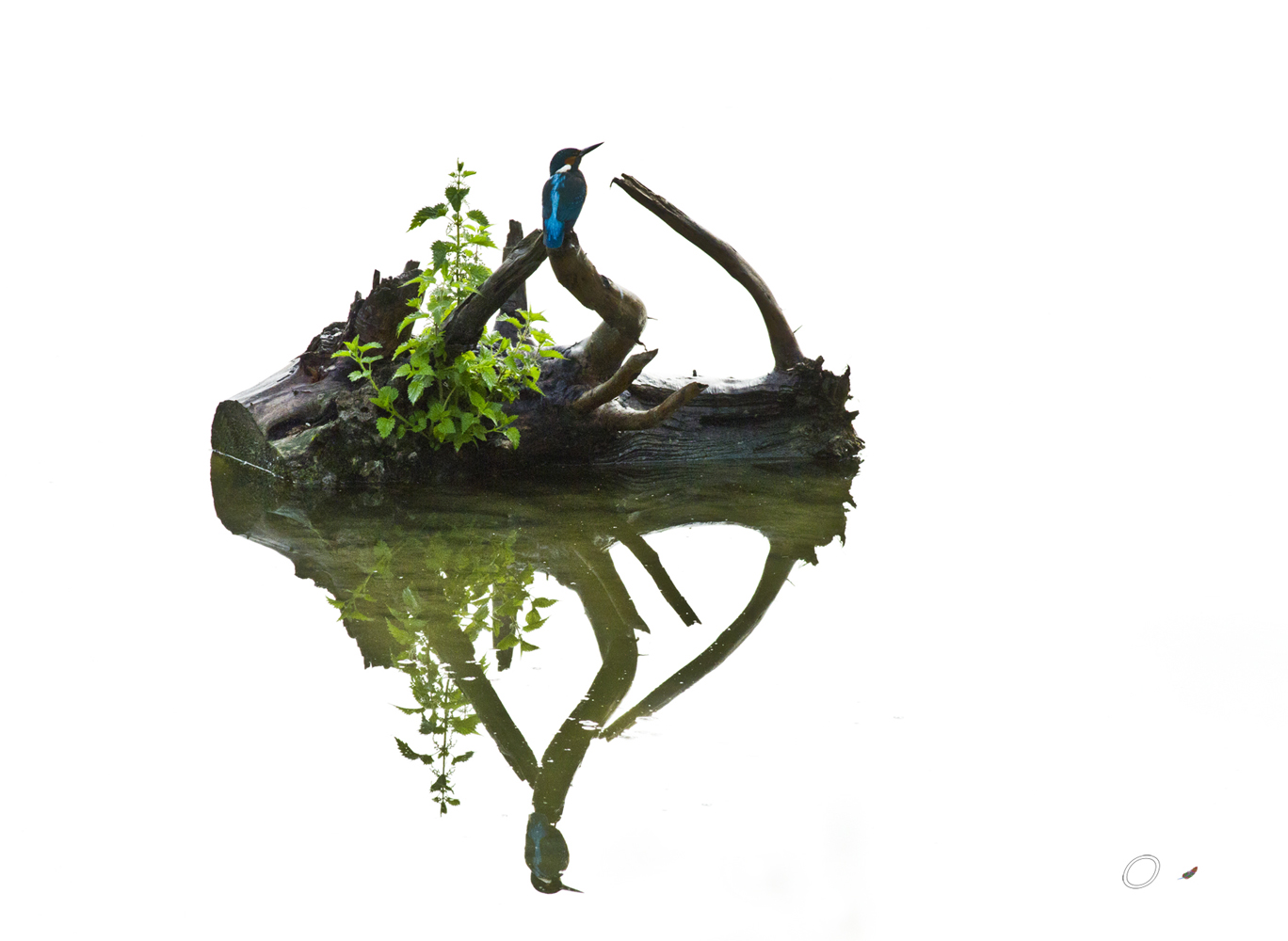 martin  ...controluce