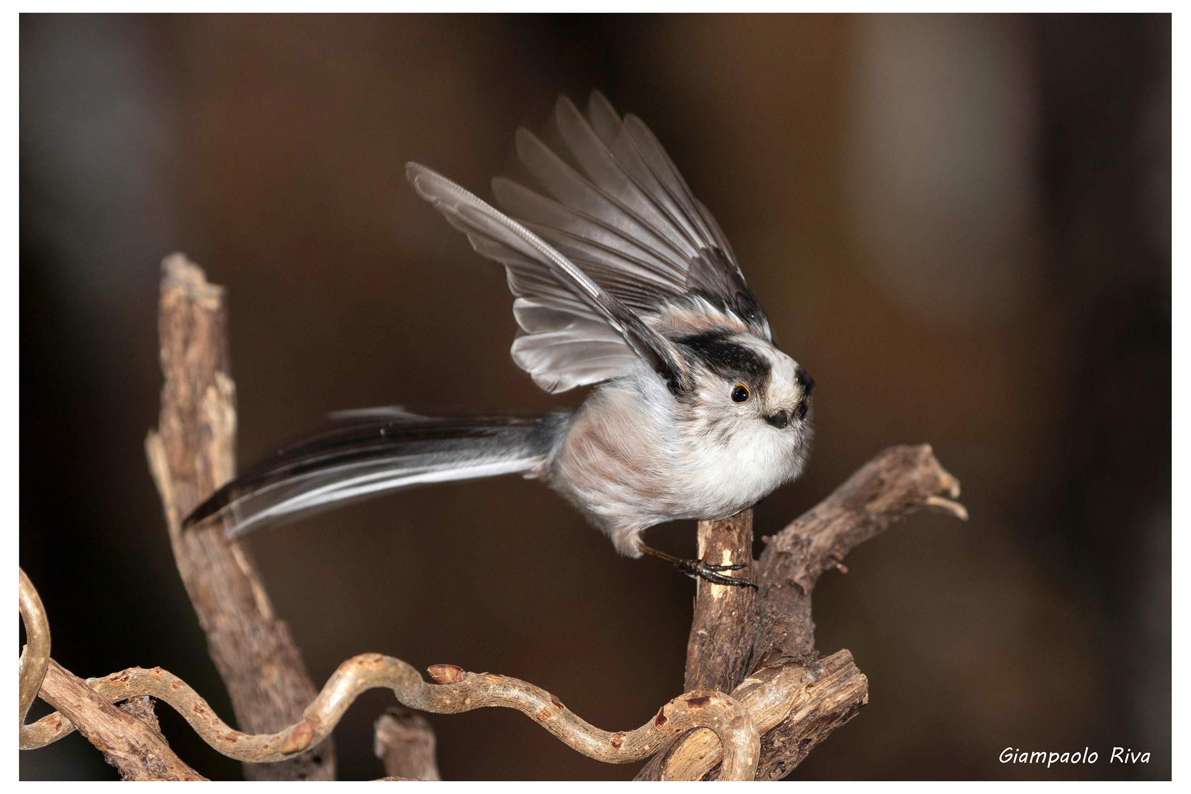 Codibugnolo spicca il volo 2