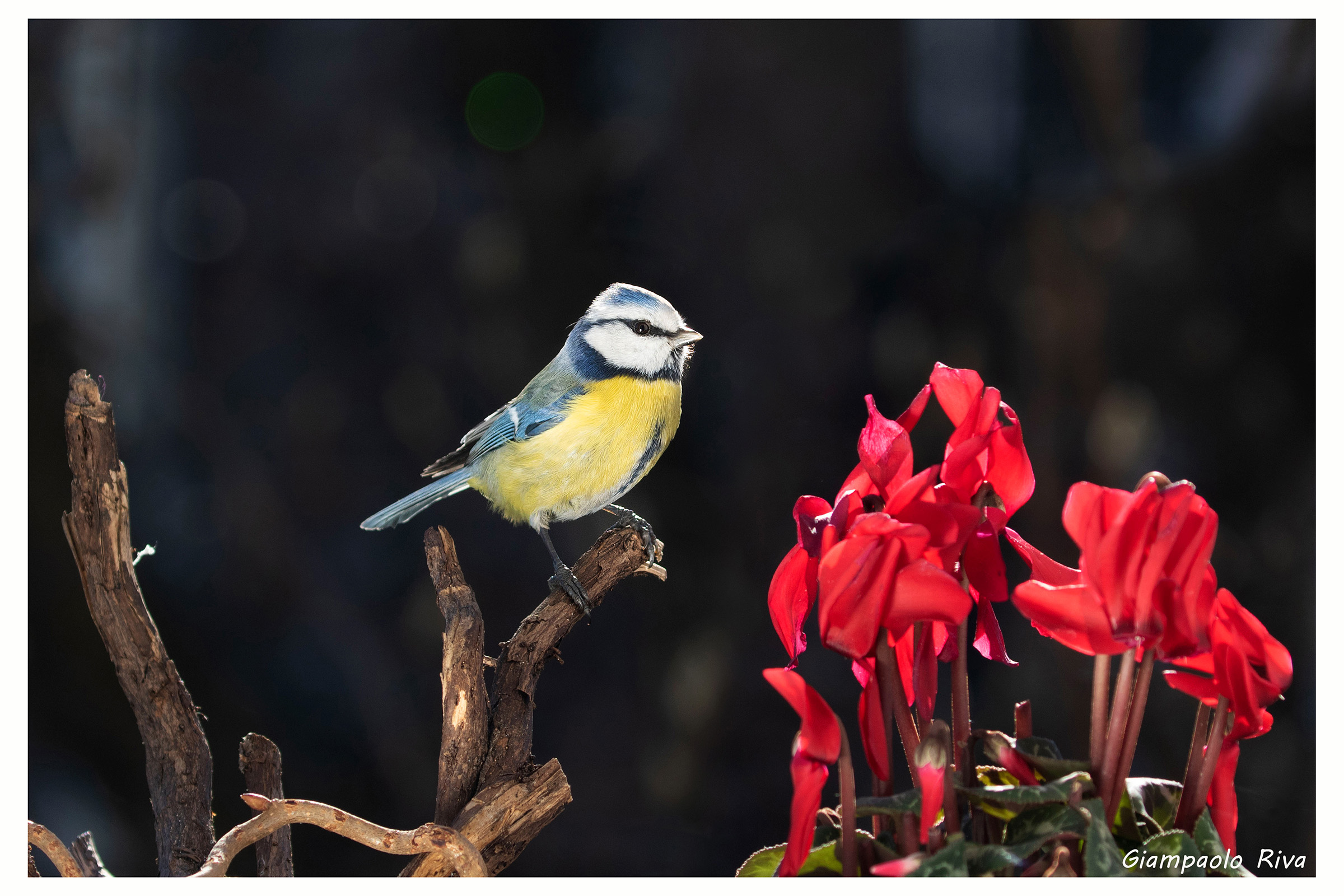 Cinciarella e ciclamini