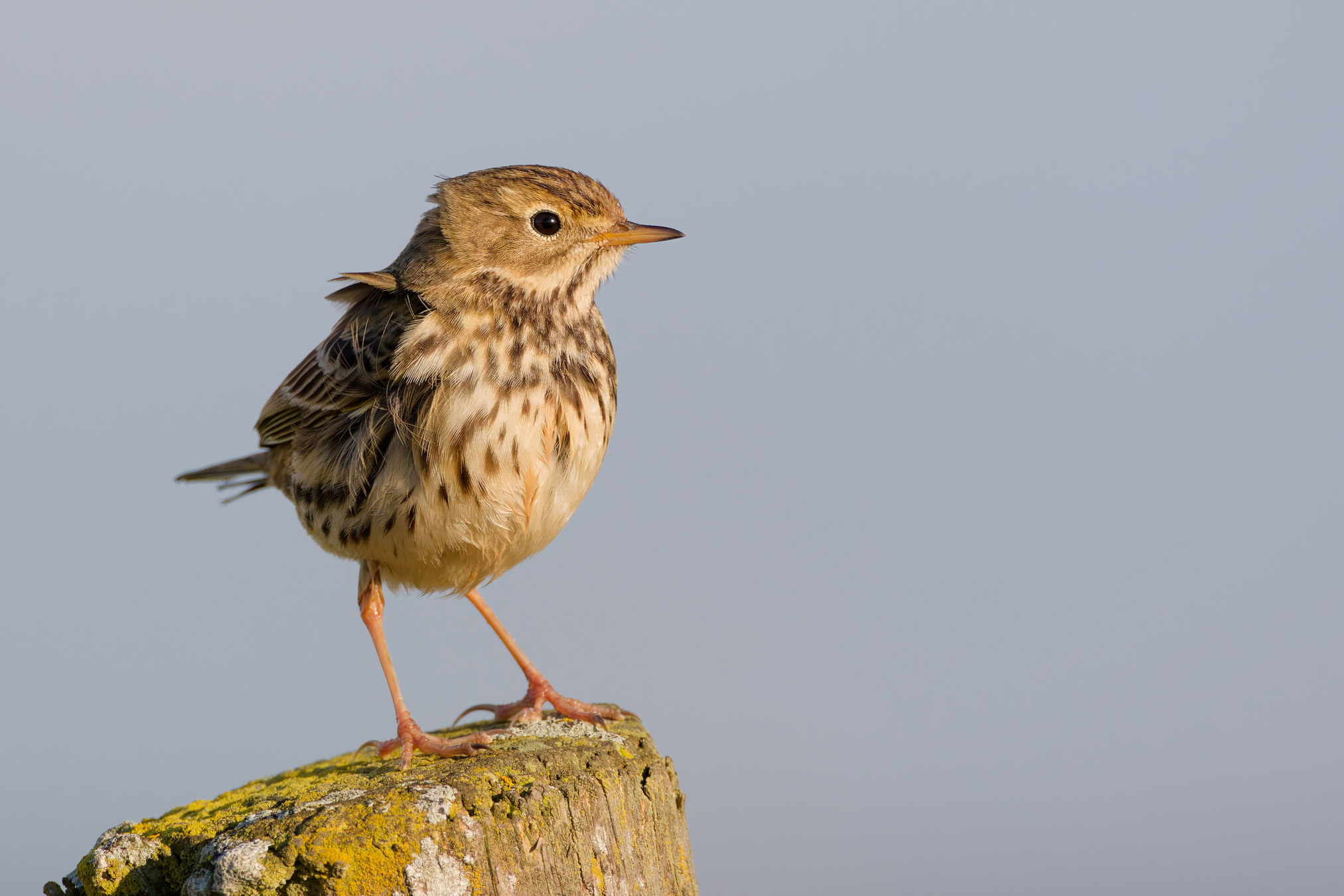 Pipit dei prati
