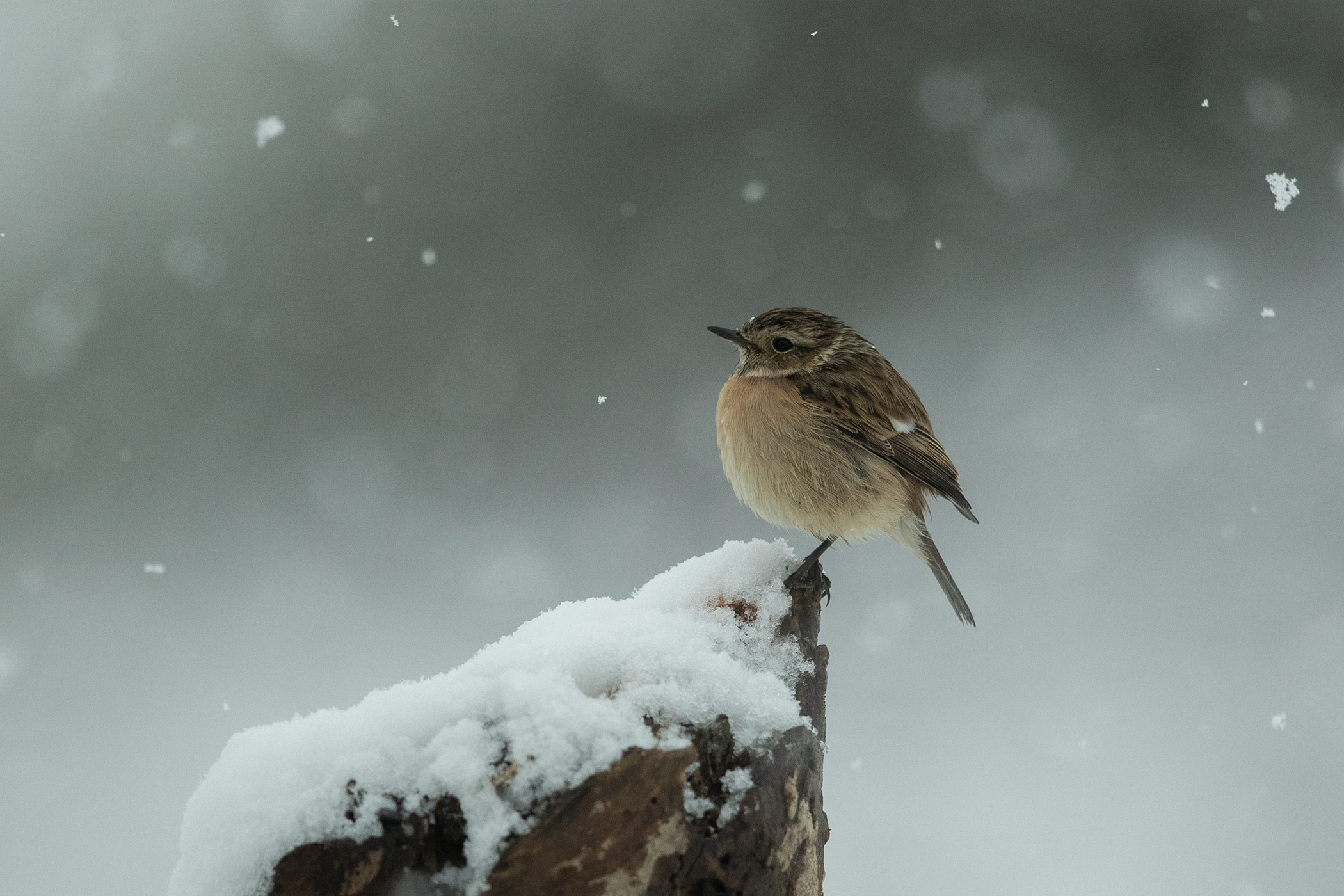 Nevica