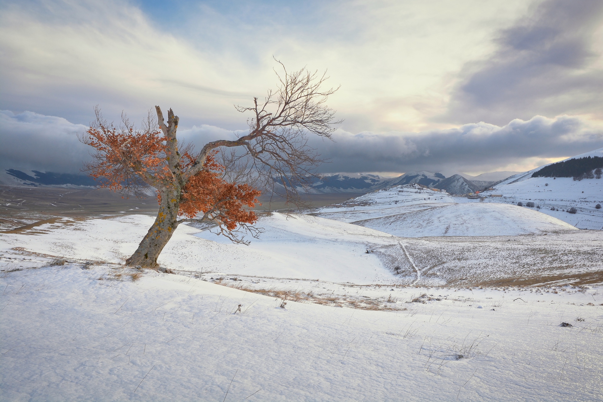 Sibillini - La resilienza del vecchio faggio