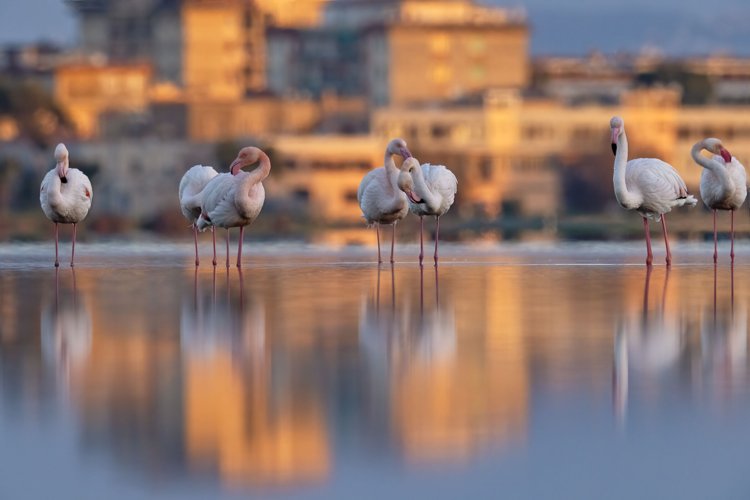 fenicotteri in città