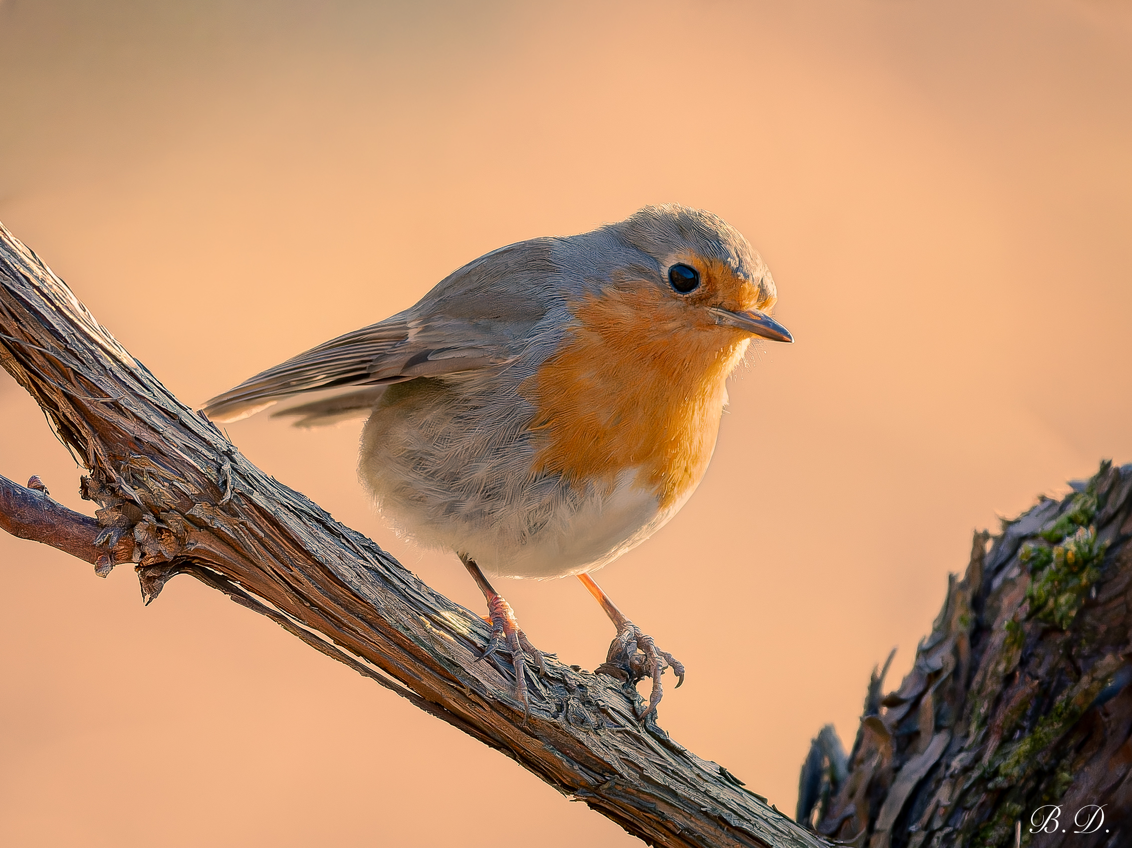 Robin