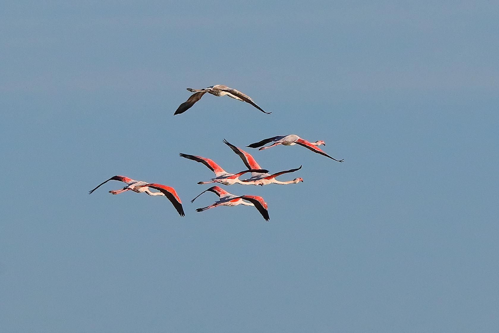 Fenicotteri 08 ottobre 2025 - 0691