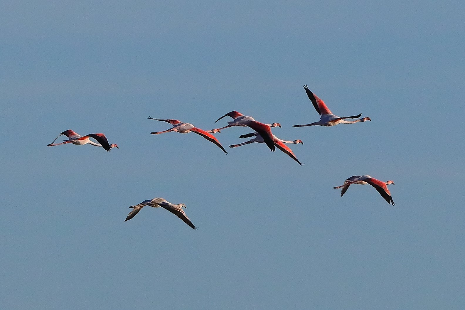 Fenicotteri 08 ottobre 2025 - 0698