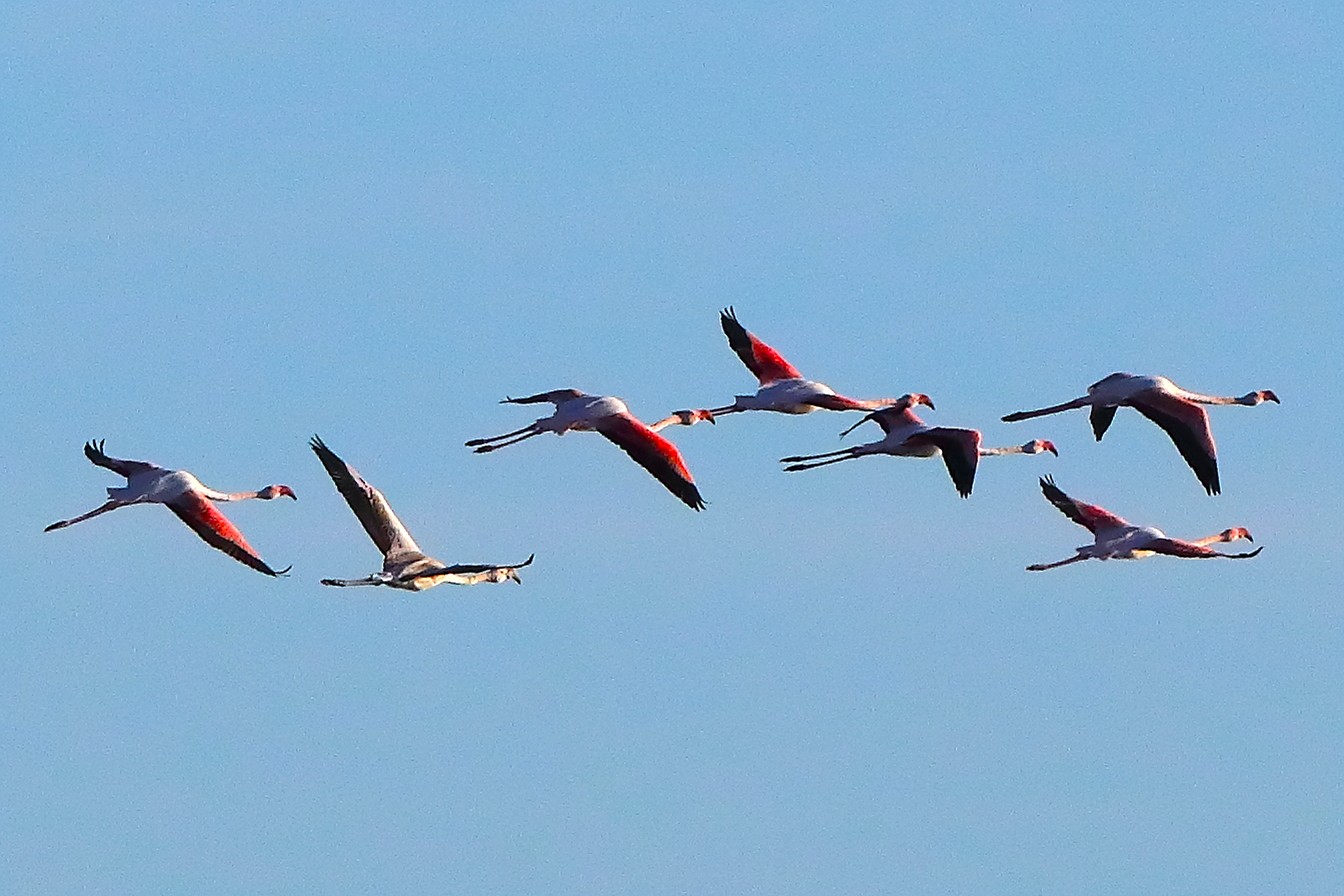 Fenicotteri 08 ottobre 2025 - 0702