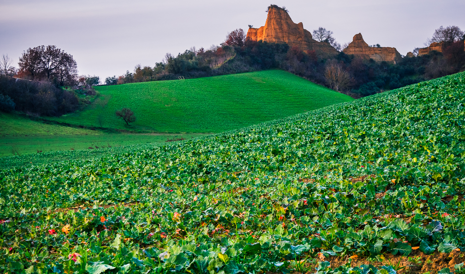 Landscape