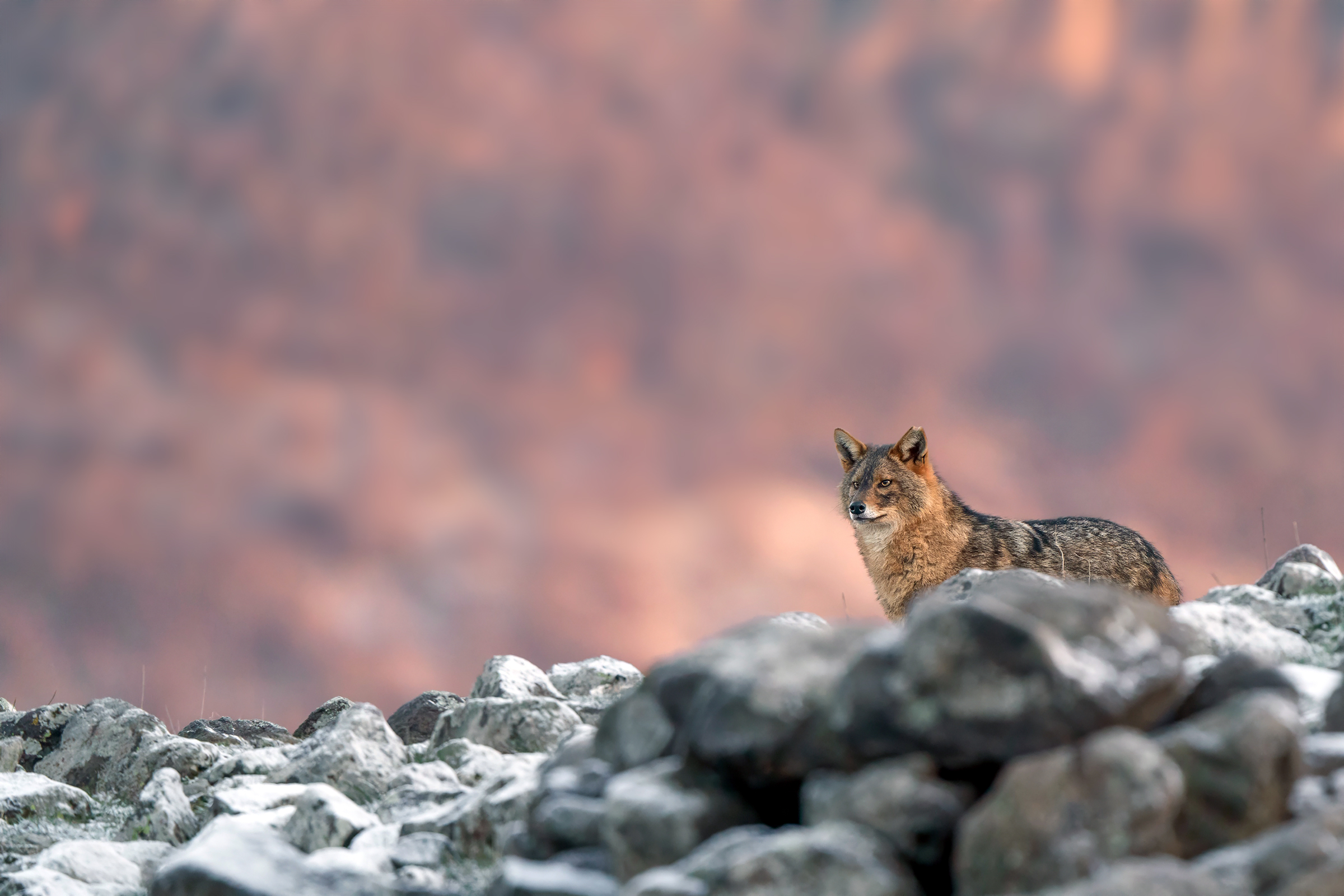 The day of the jackal