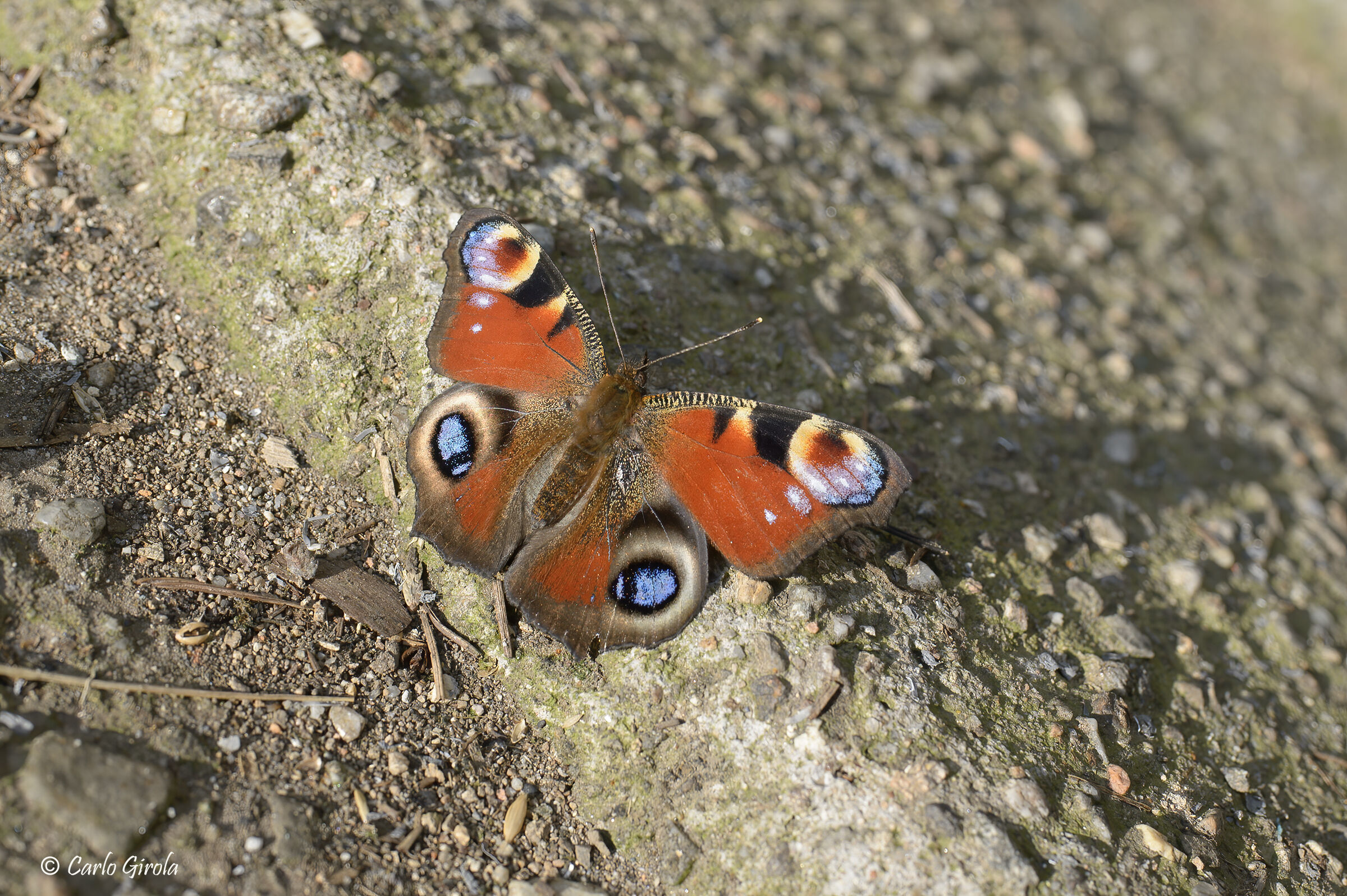 Risvegliata troppo presto