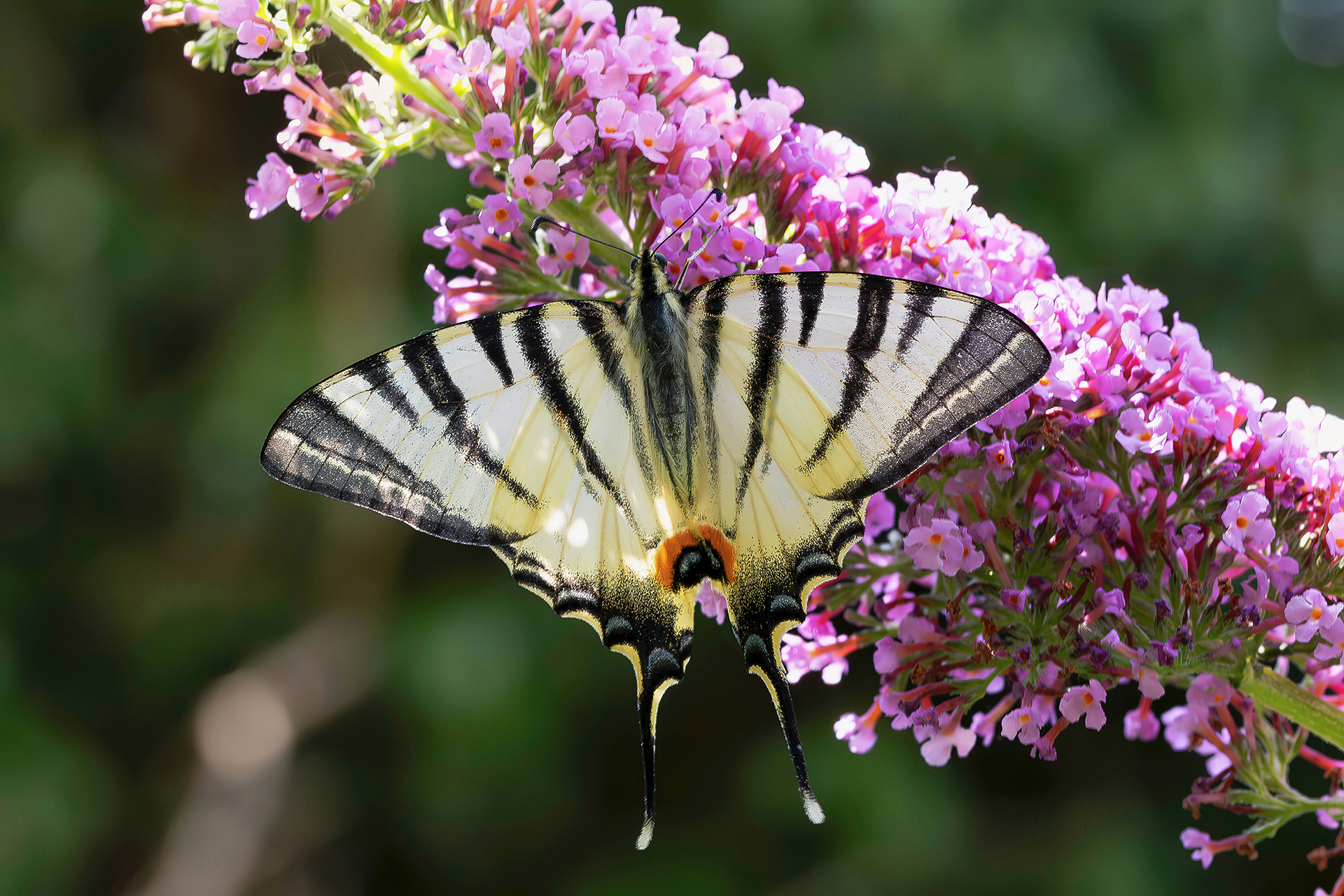 Iphiclides podalirius