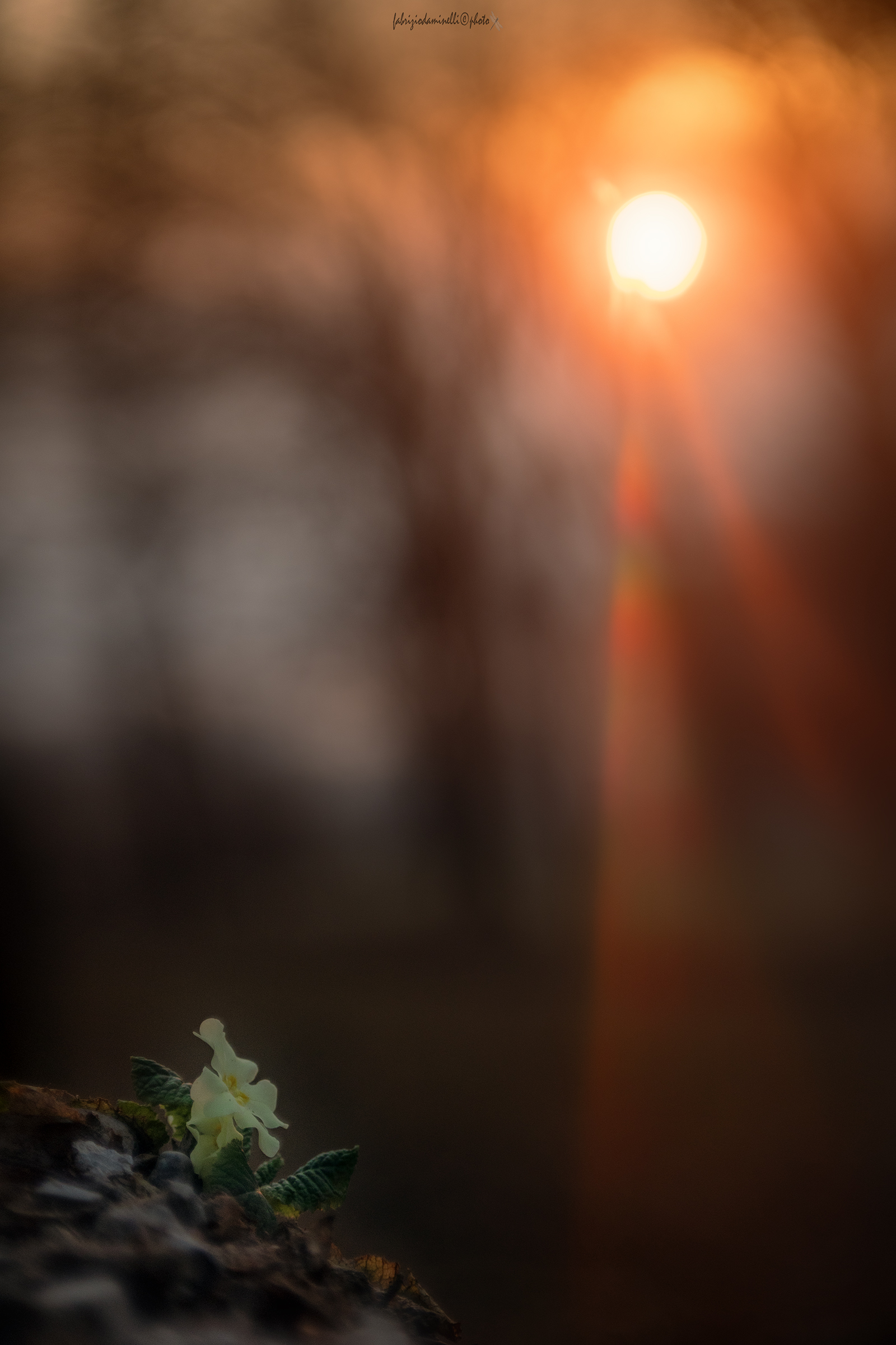 Primula al tramonto