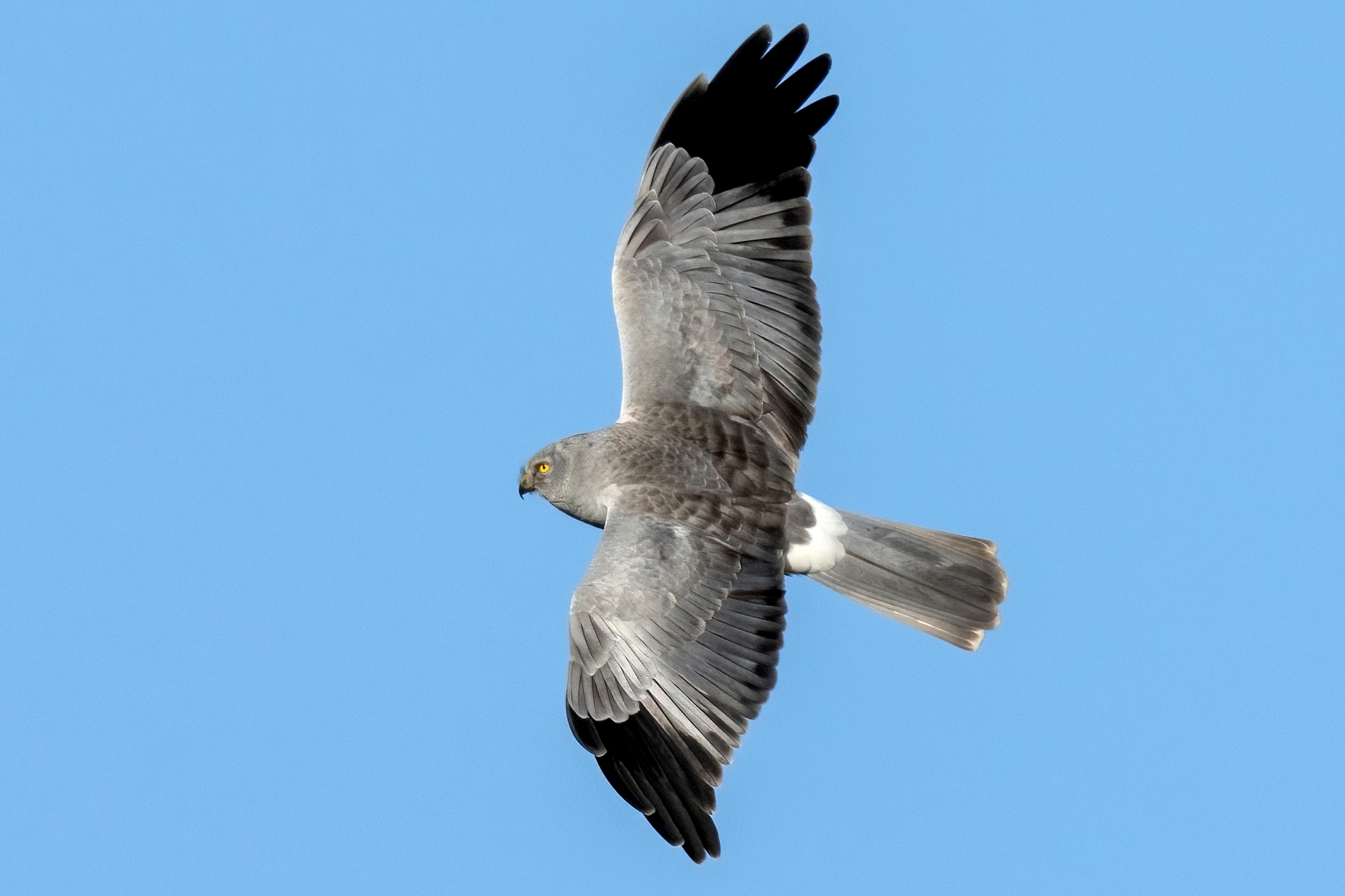 Albanella reale (Circus cyaneus)