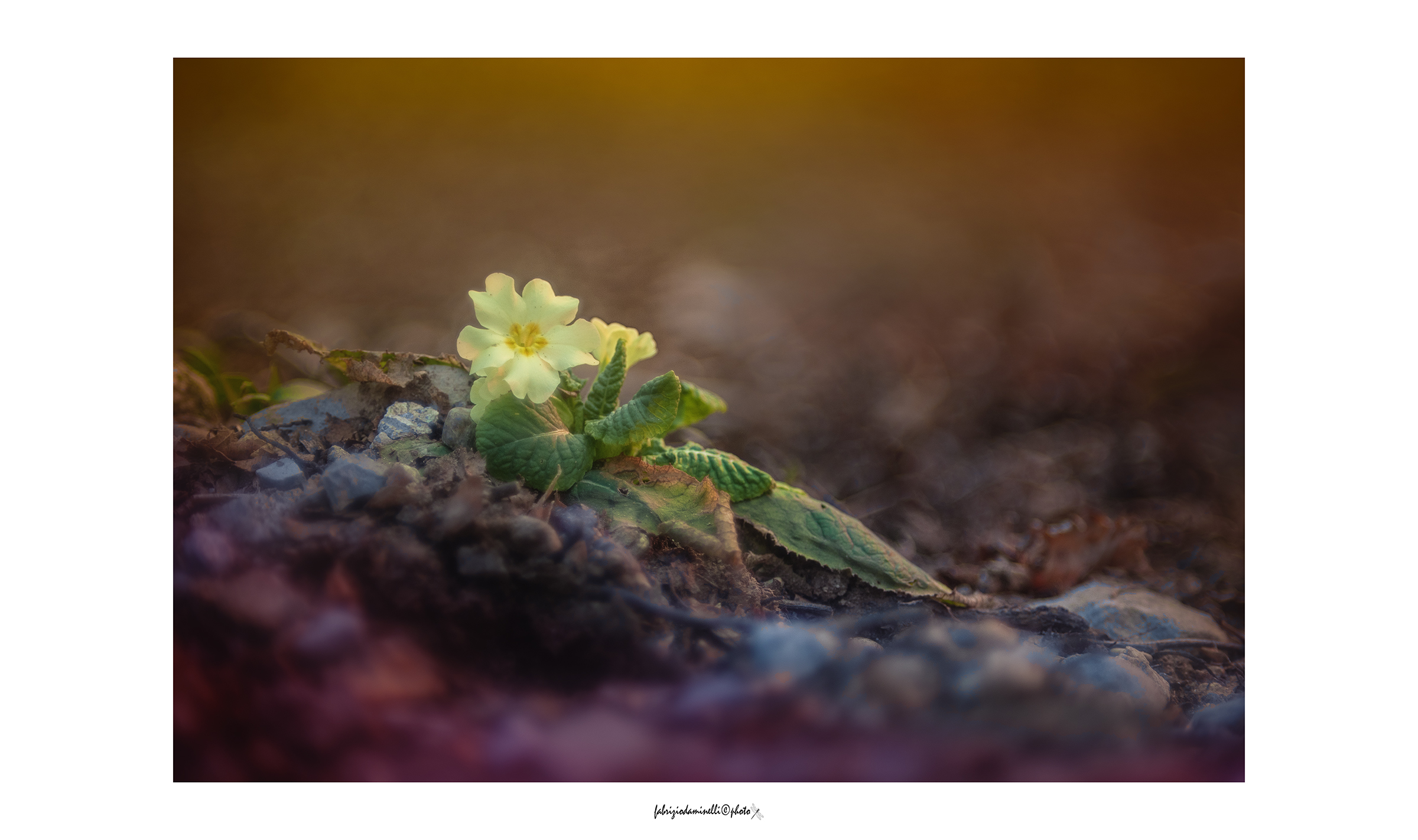 Primula vulgaris