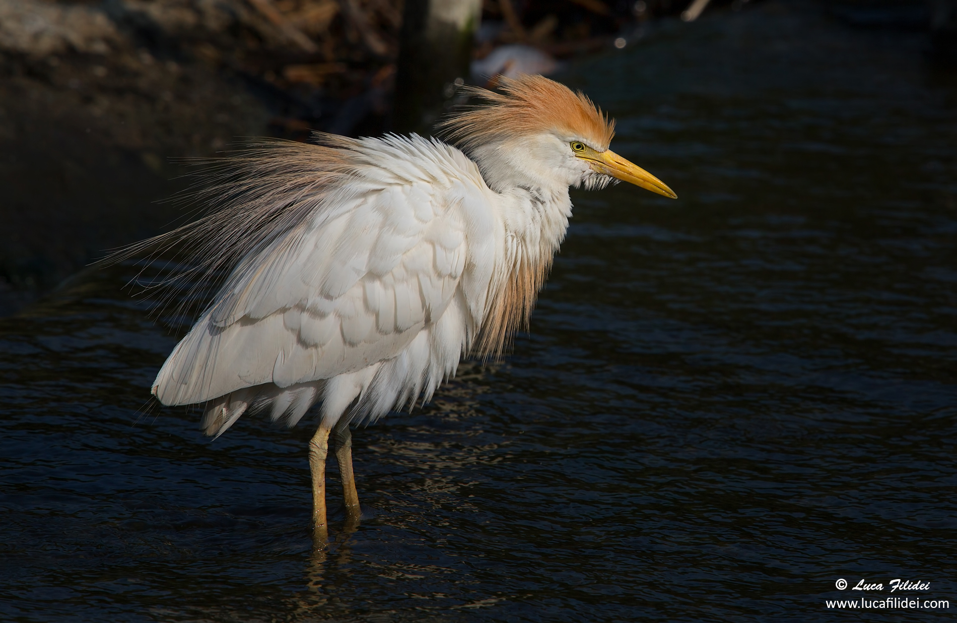 Cattle Egret