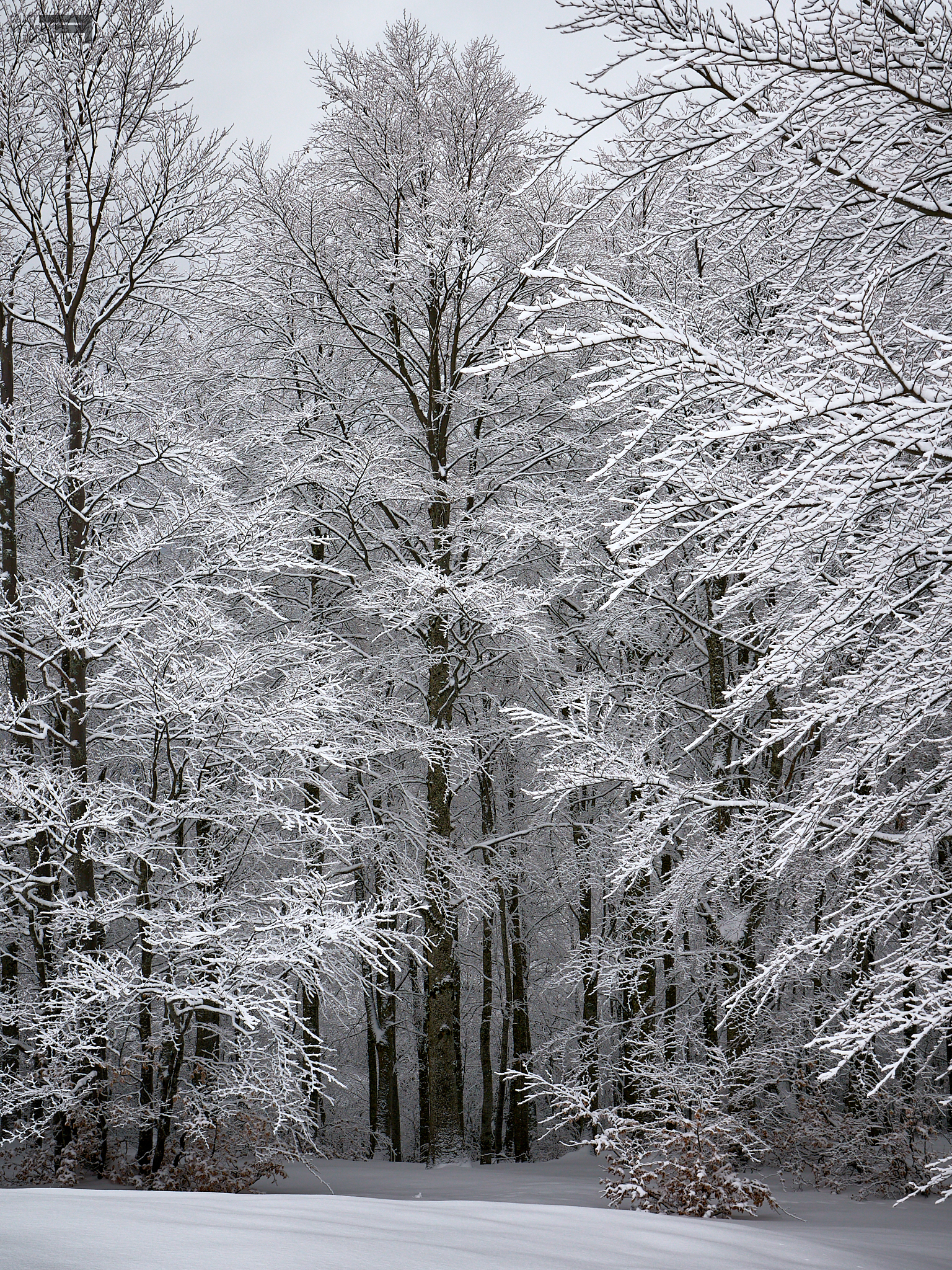 Monti della Laga e il bosco di cristallo