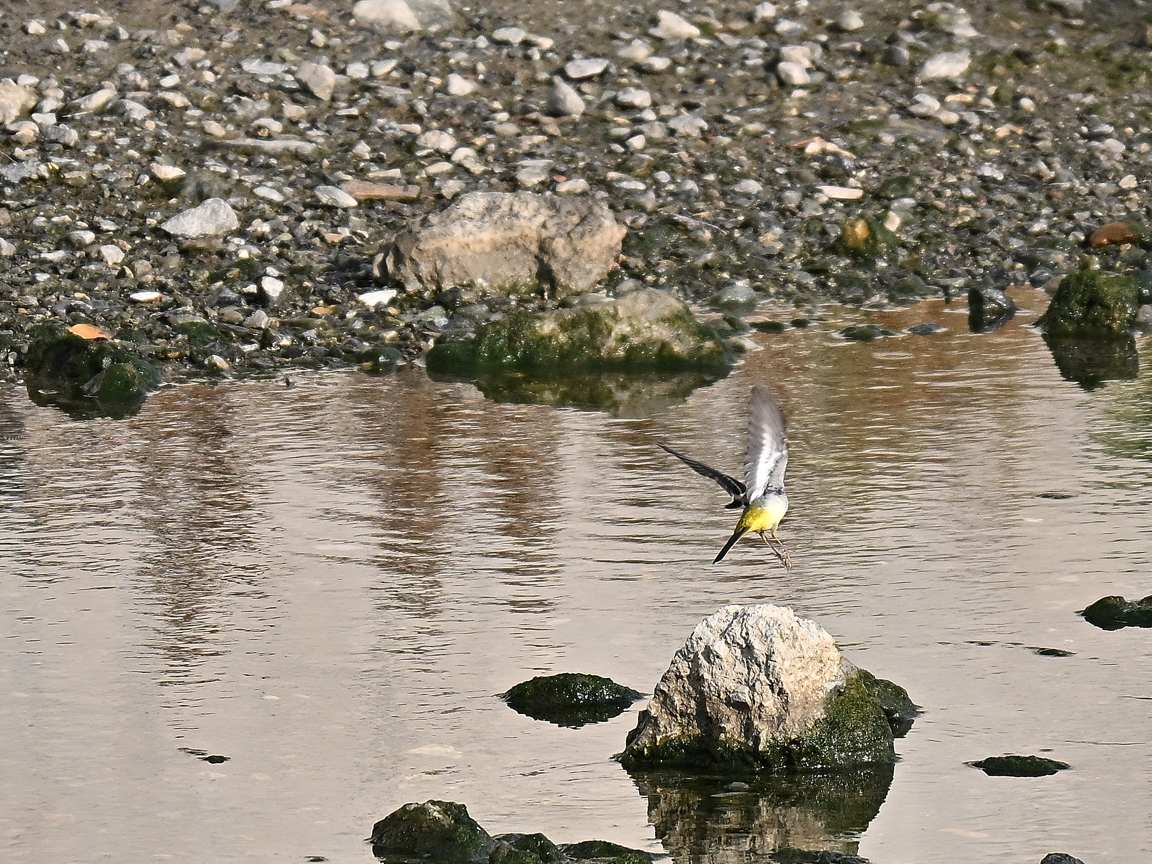 Yellow Ballet Wagtail