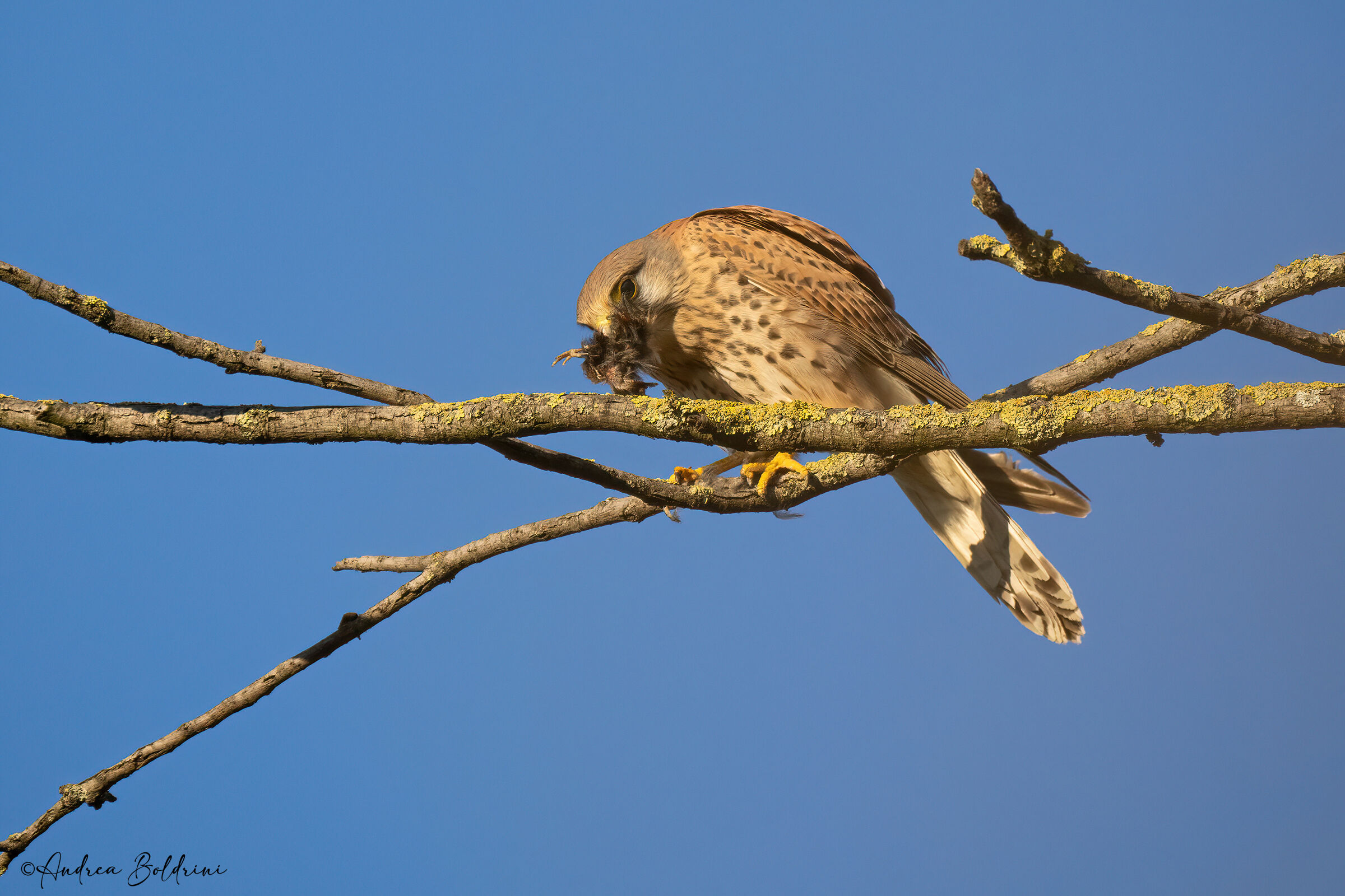 Kestrel