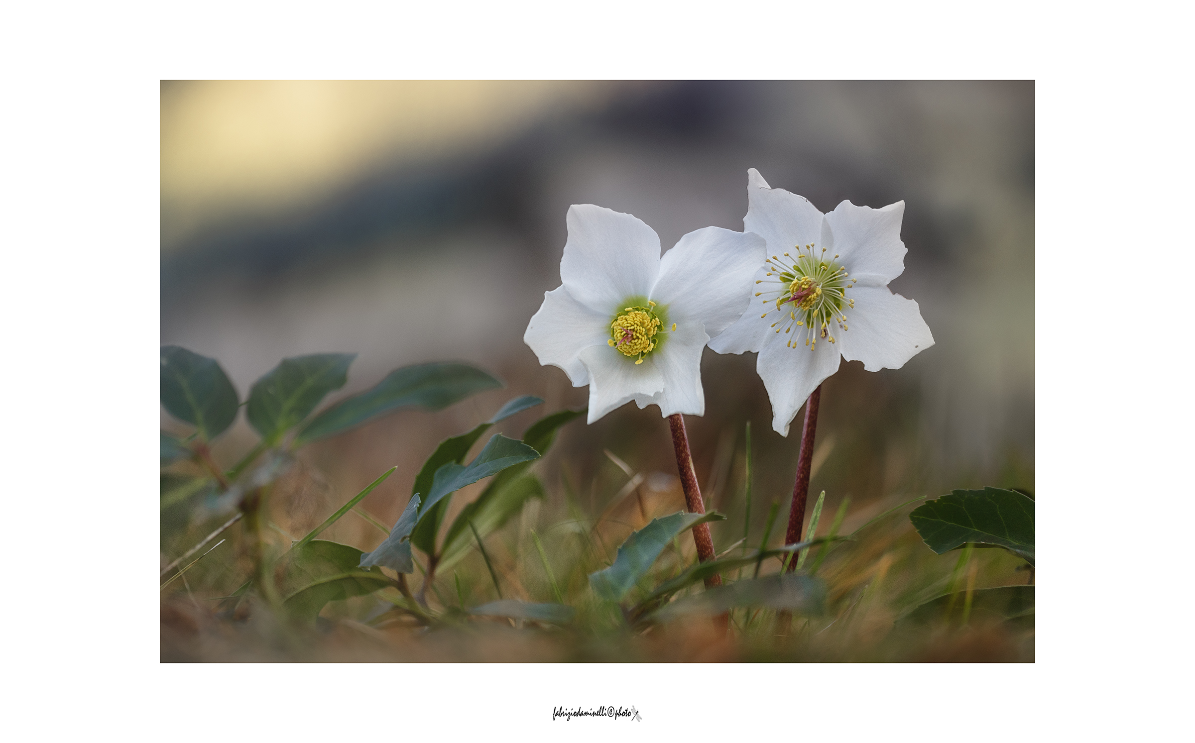 Helleborus niger
