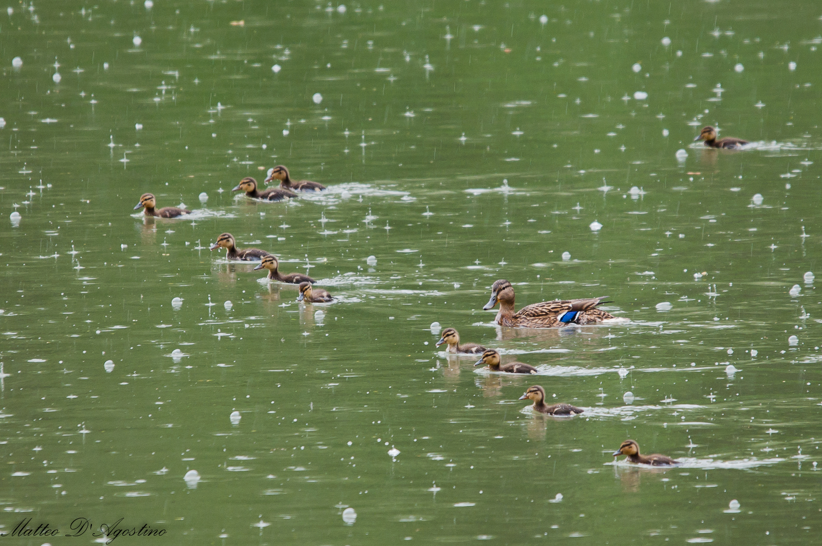 Una famiglia numerosa