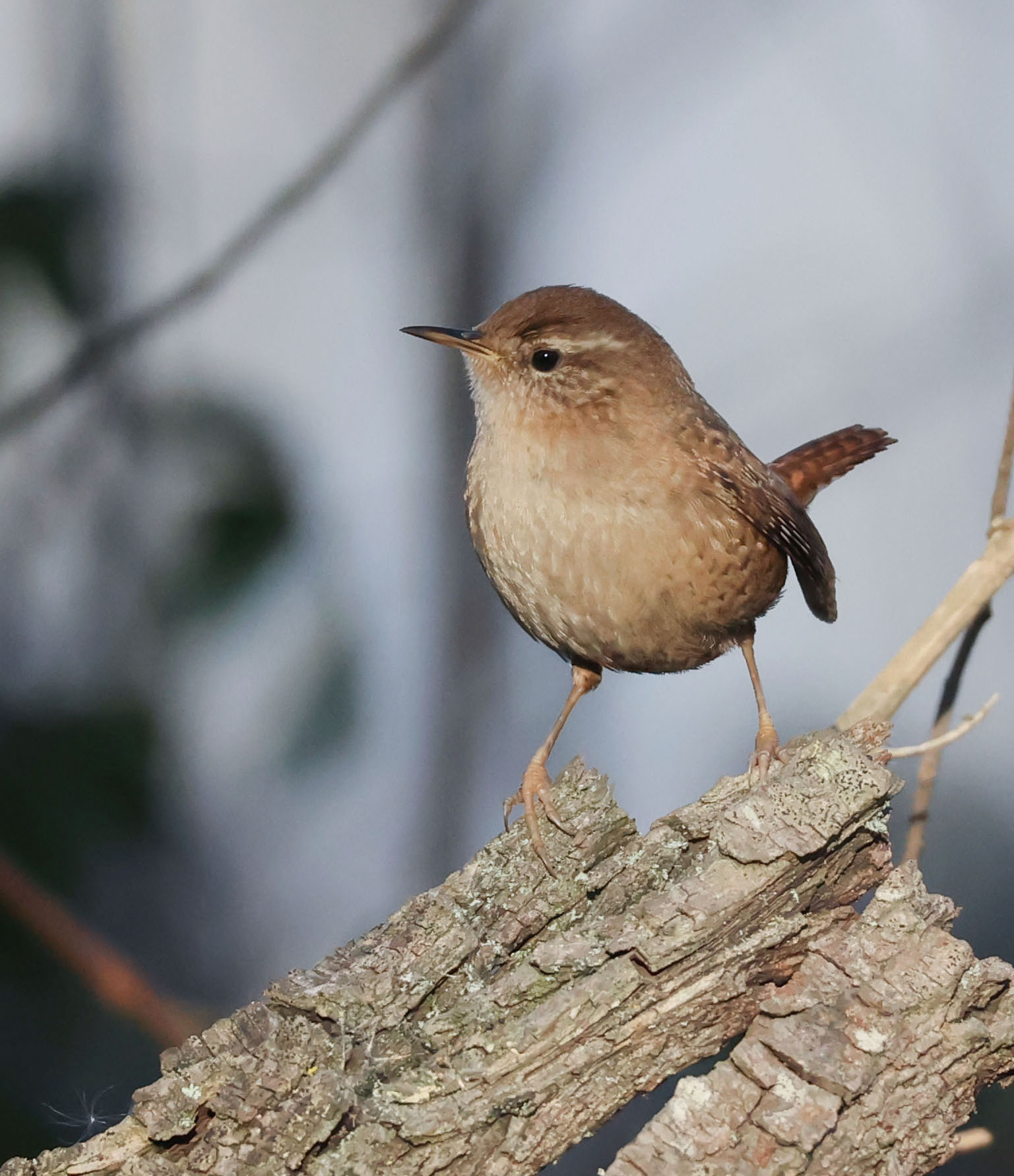 Wren