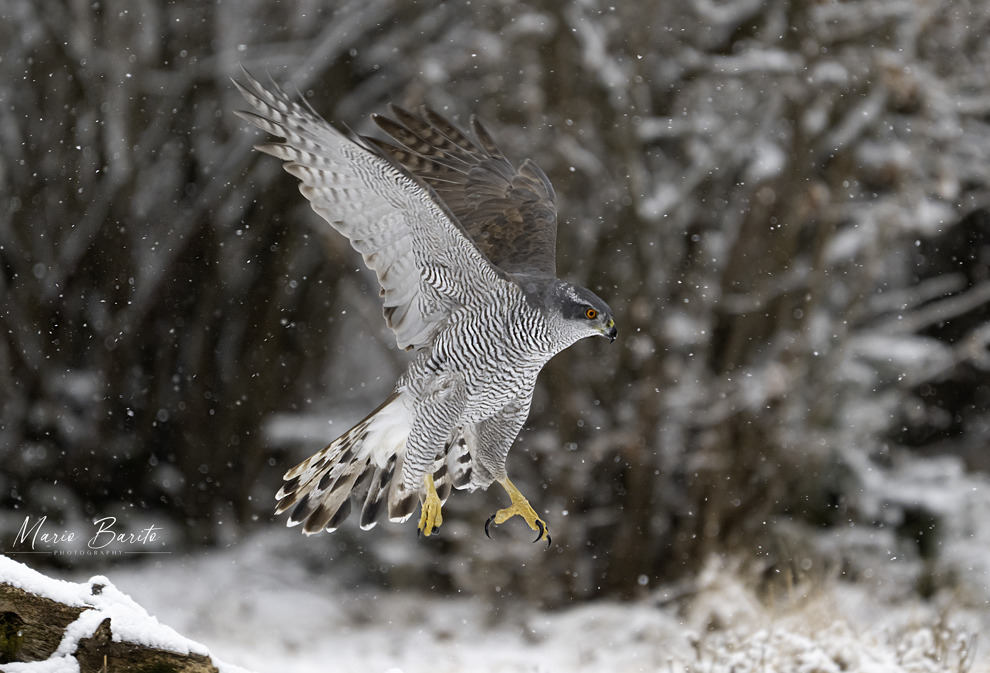 Goshawk