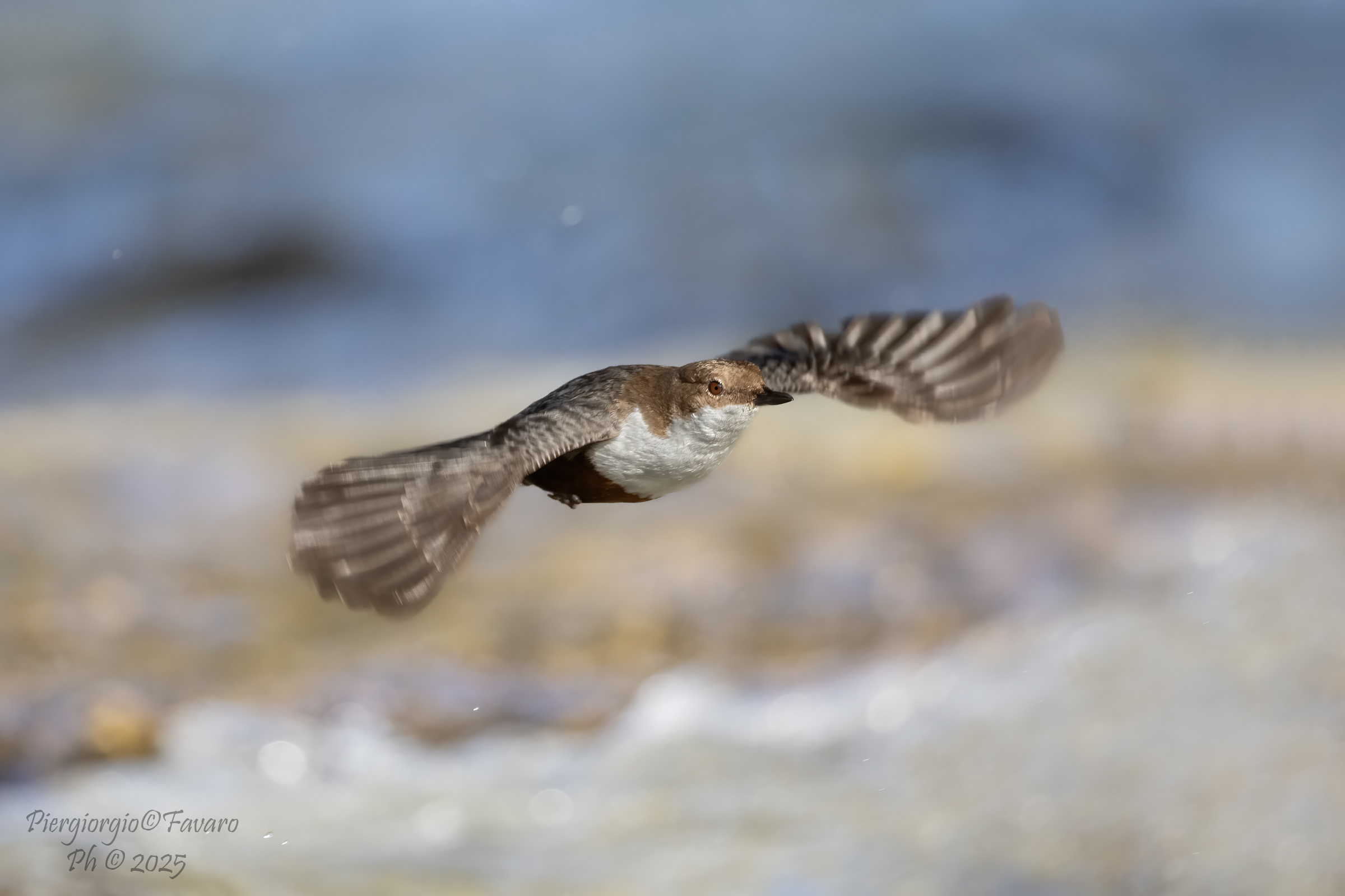 Dipper