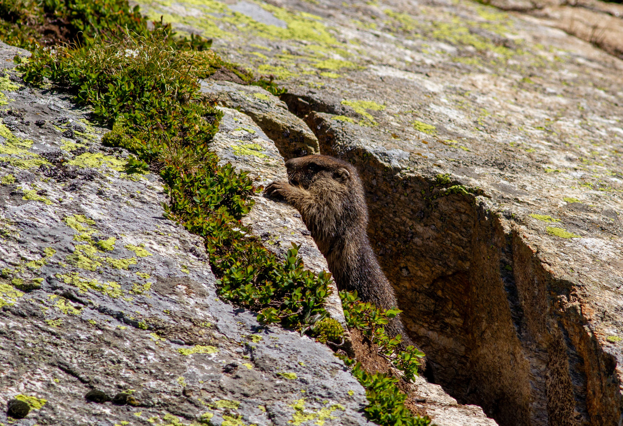 marmotta in trincea