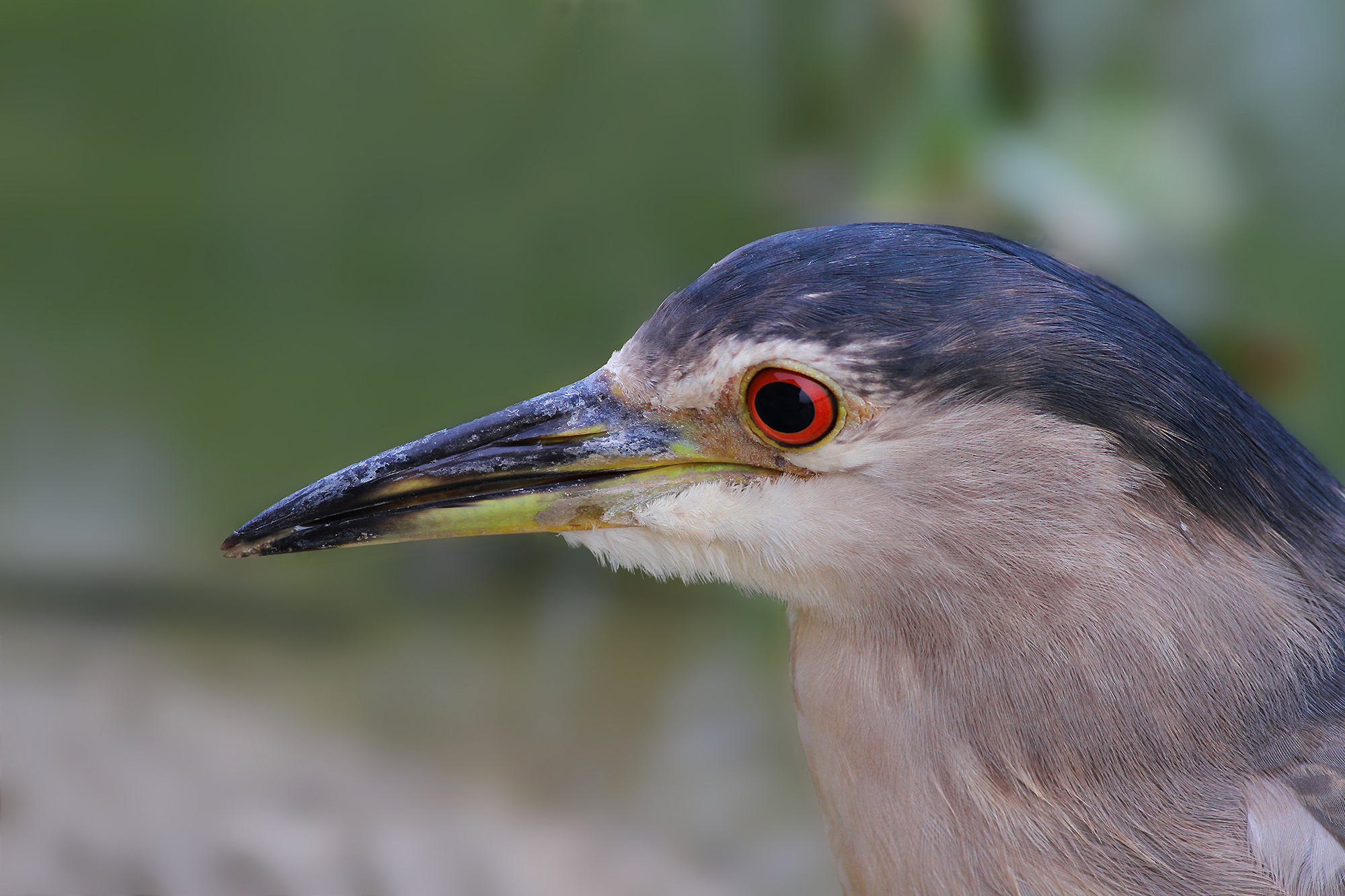 Night Heron