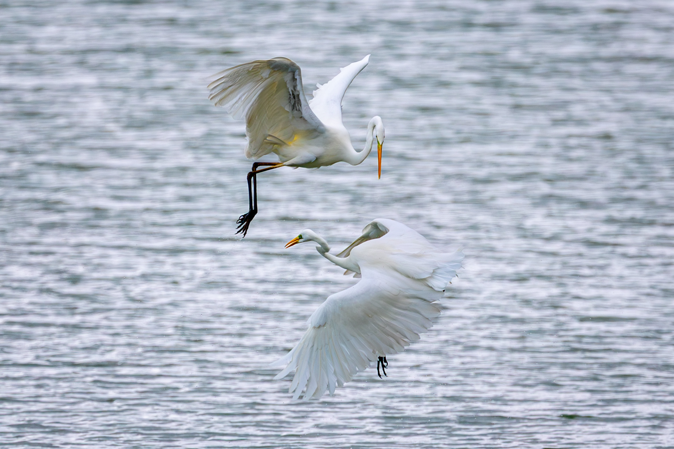 Battibecco tra Aironi 1