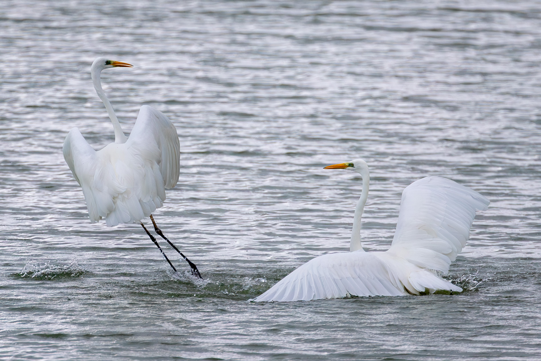 Battibecco tra Aironi