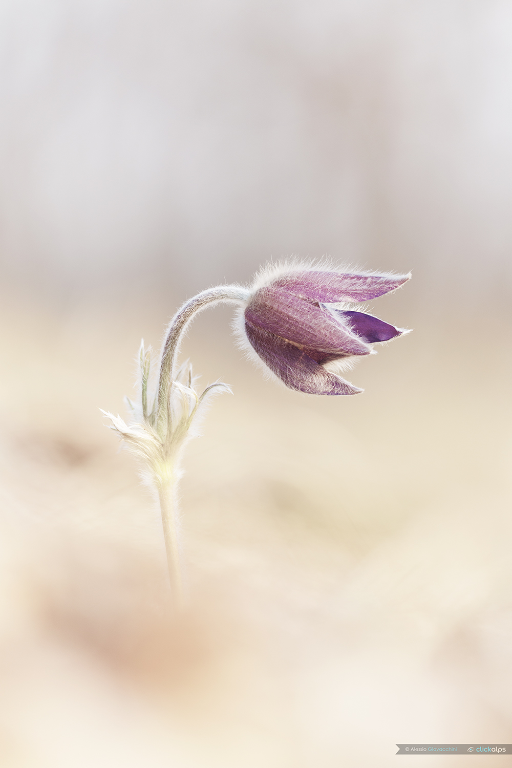 Pulsatilla high-key