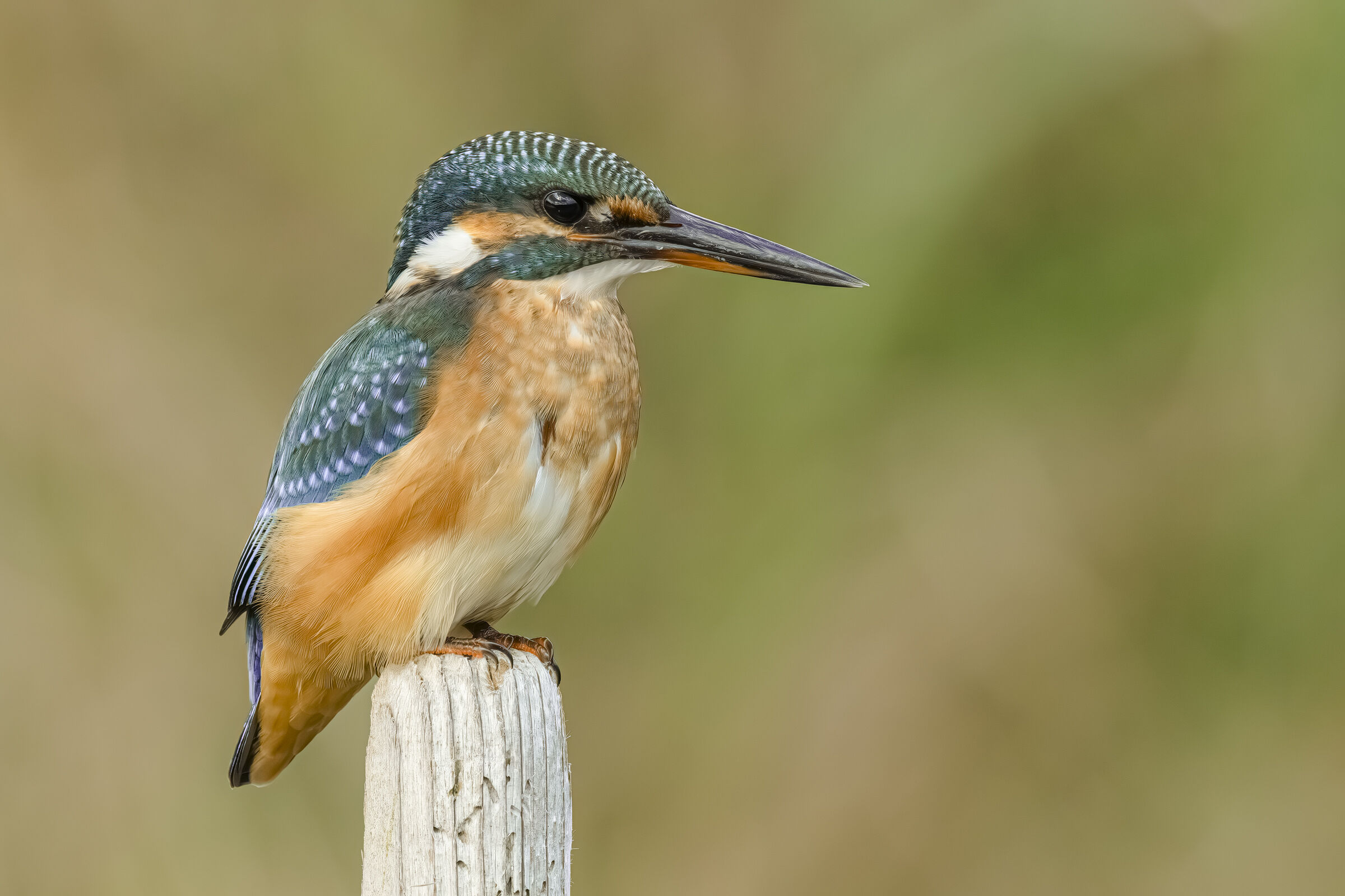 Kingfisher