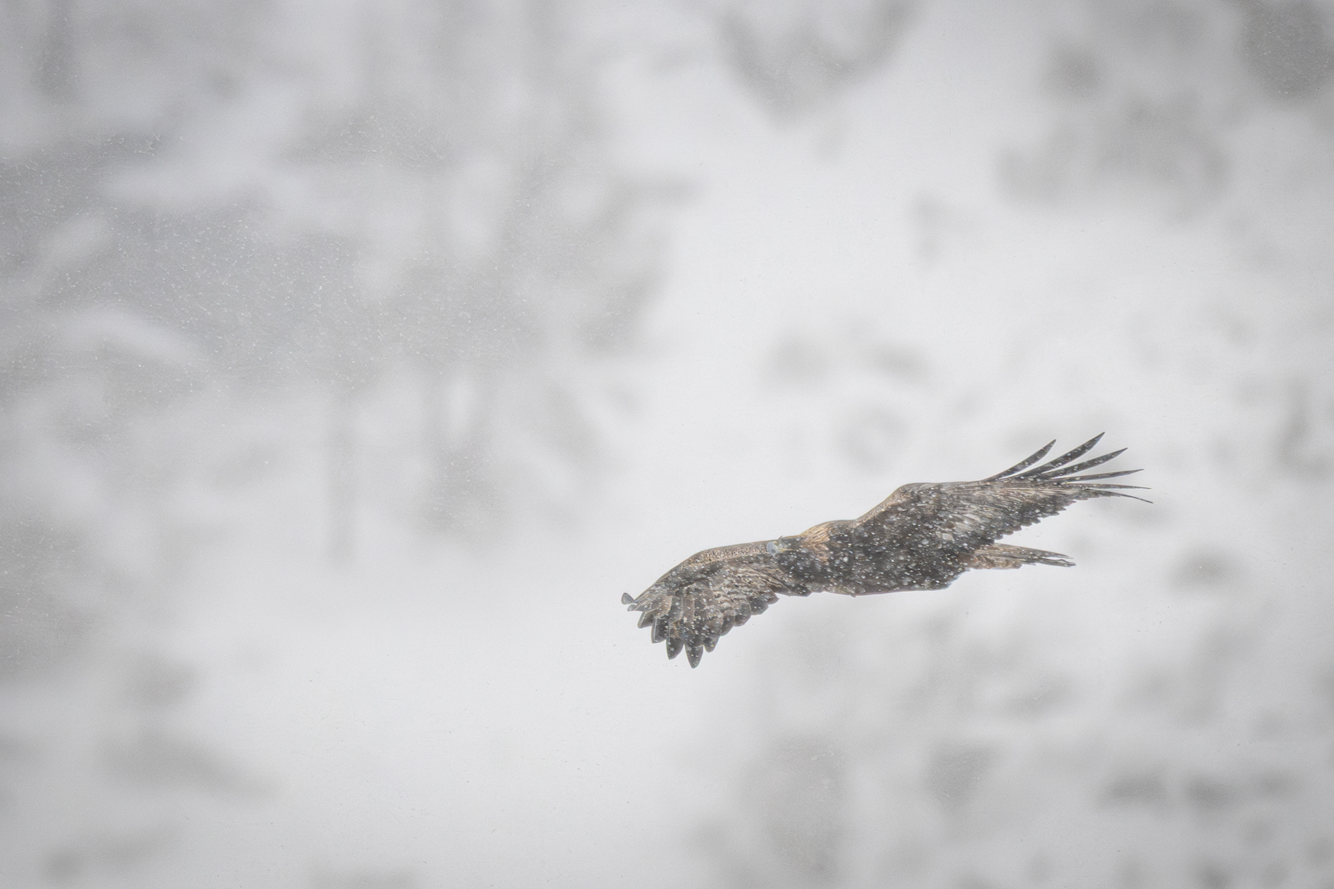 The Queen under the snow