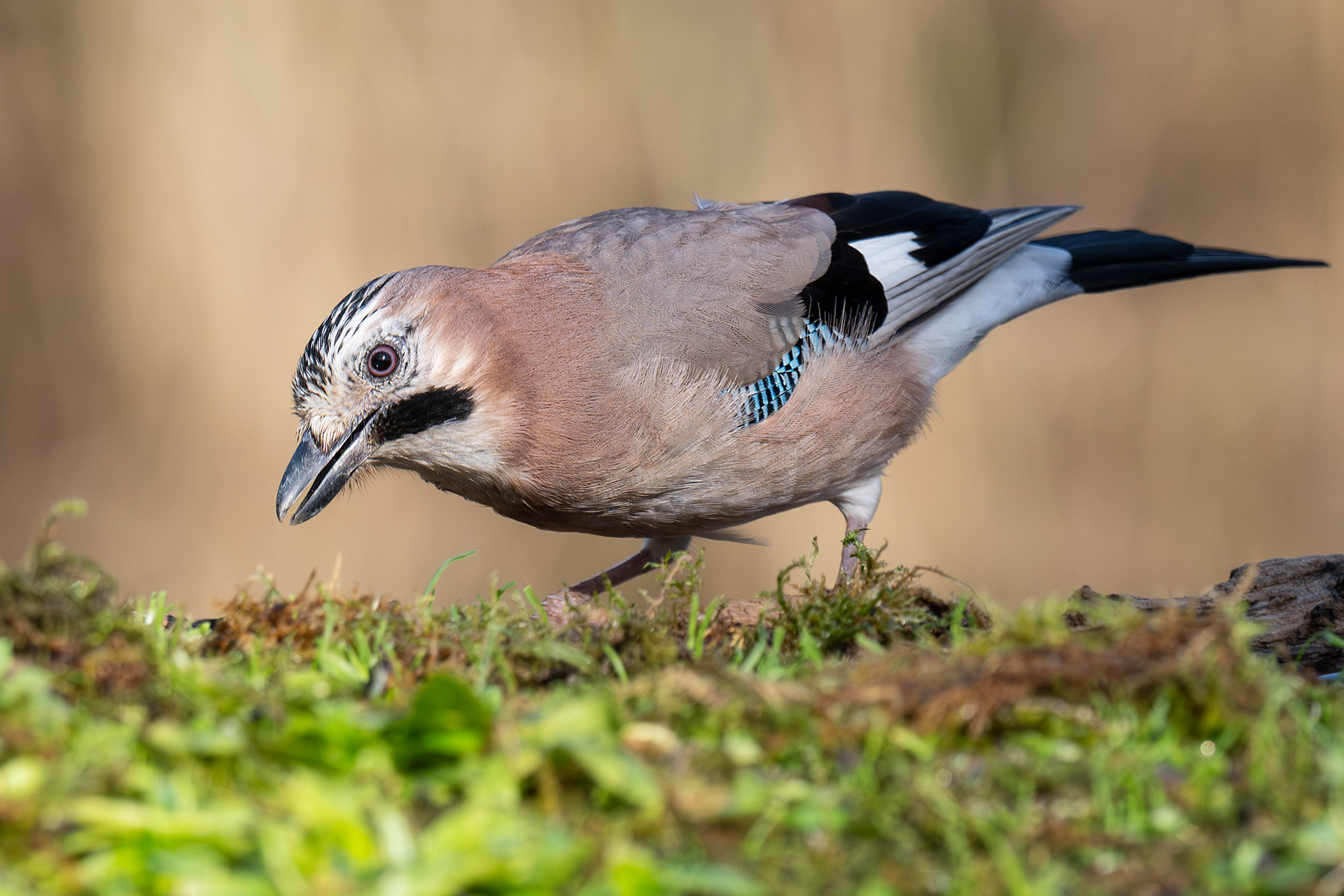 Jay