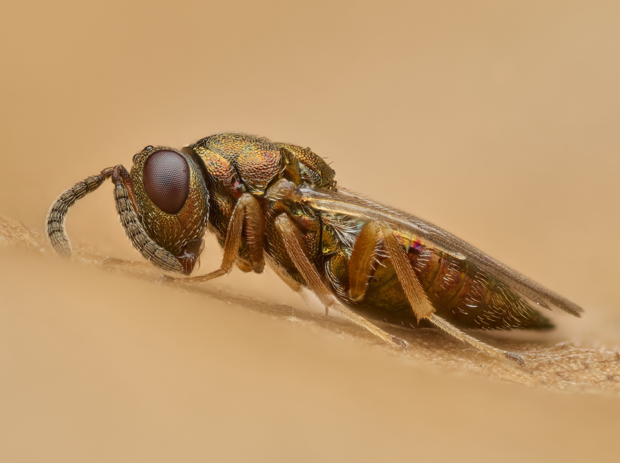 Trichomalus sp.