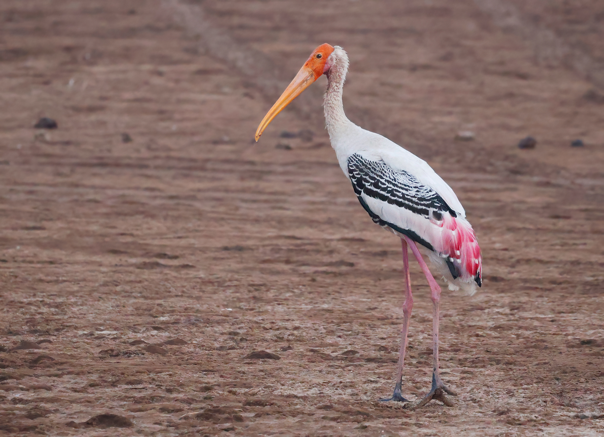 Varipinto tantalum - Little Rann of Kutch