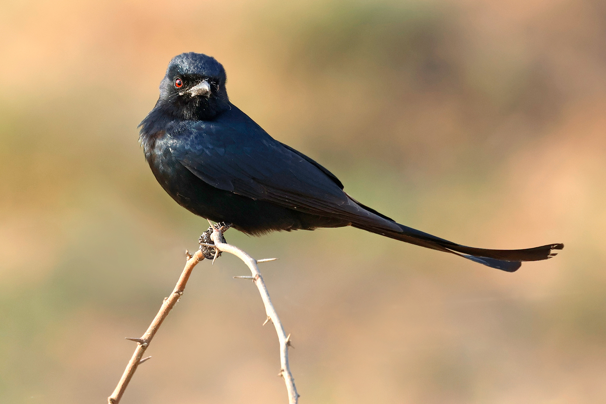 Drongo tapped at the Little Rann of Kutch
