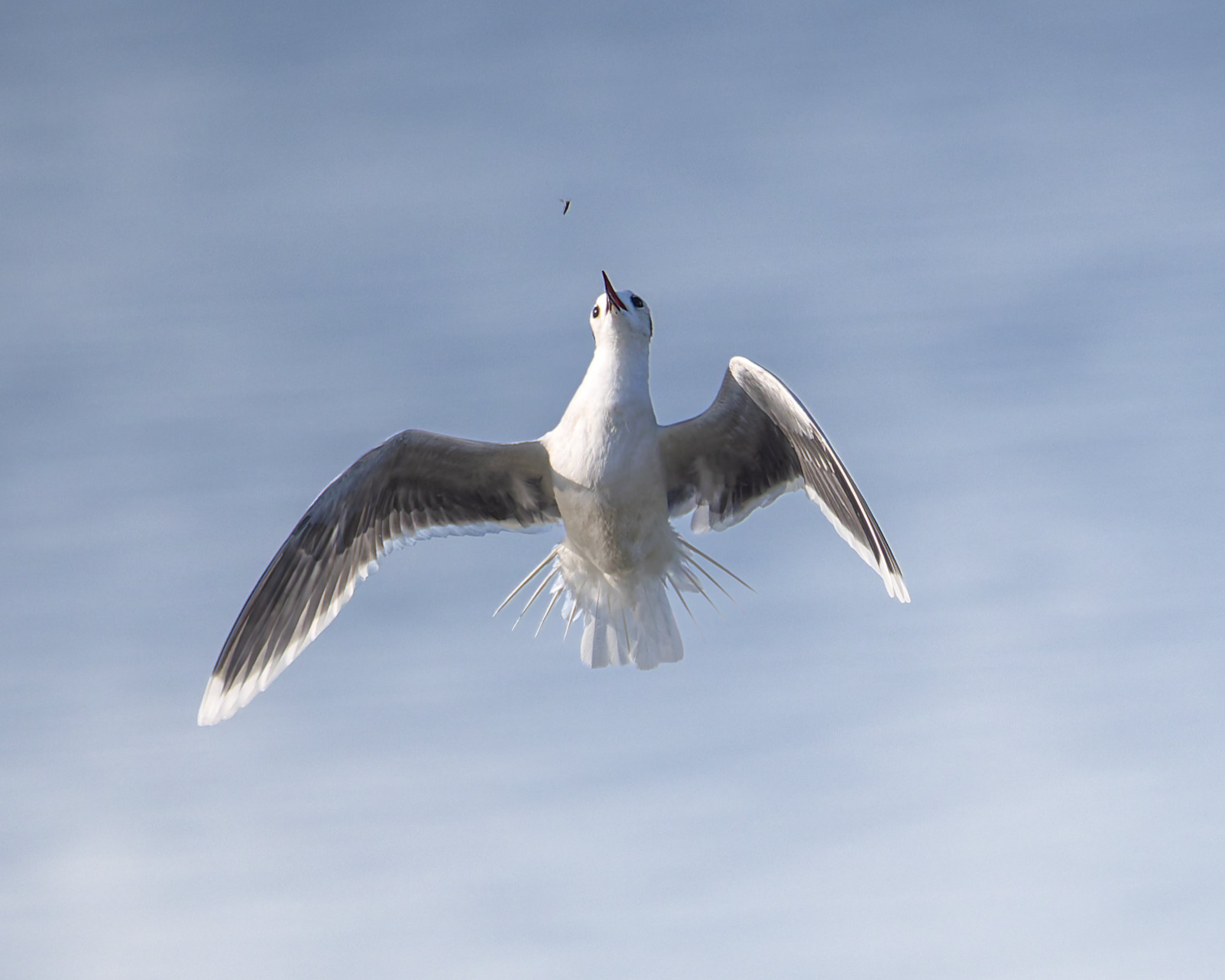 Seagull
